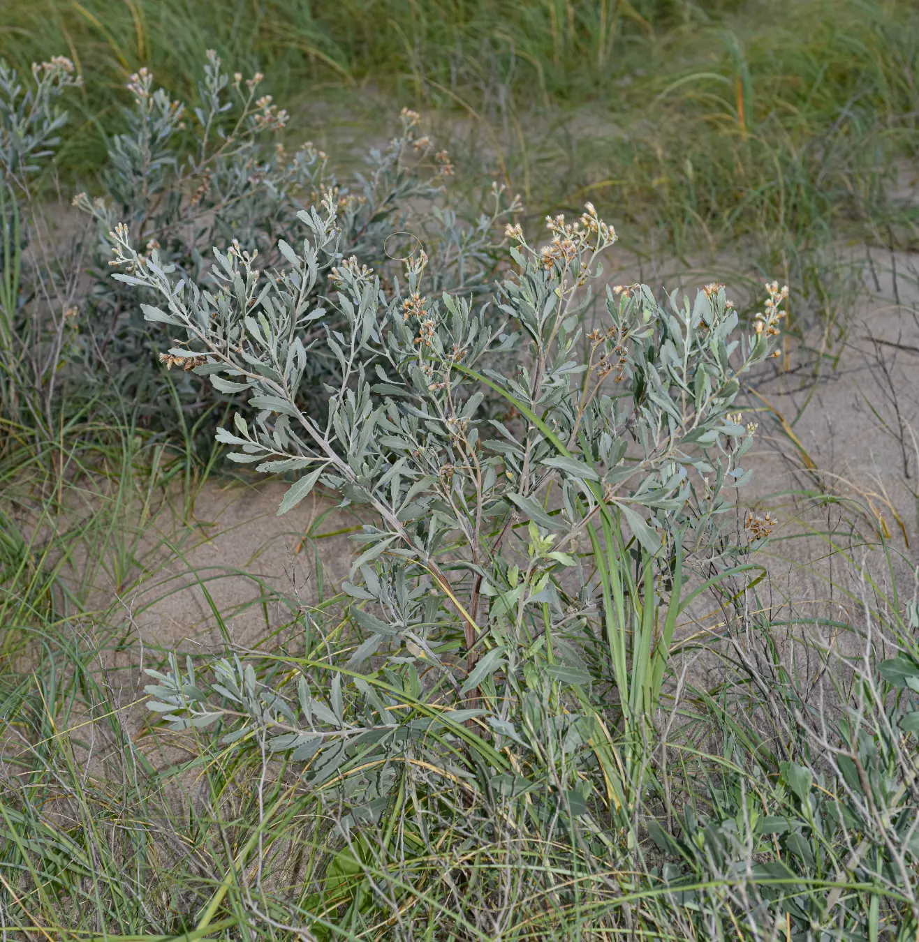 Tessaria absinthioides (Hook. & Arn.) DC.