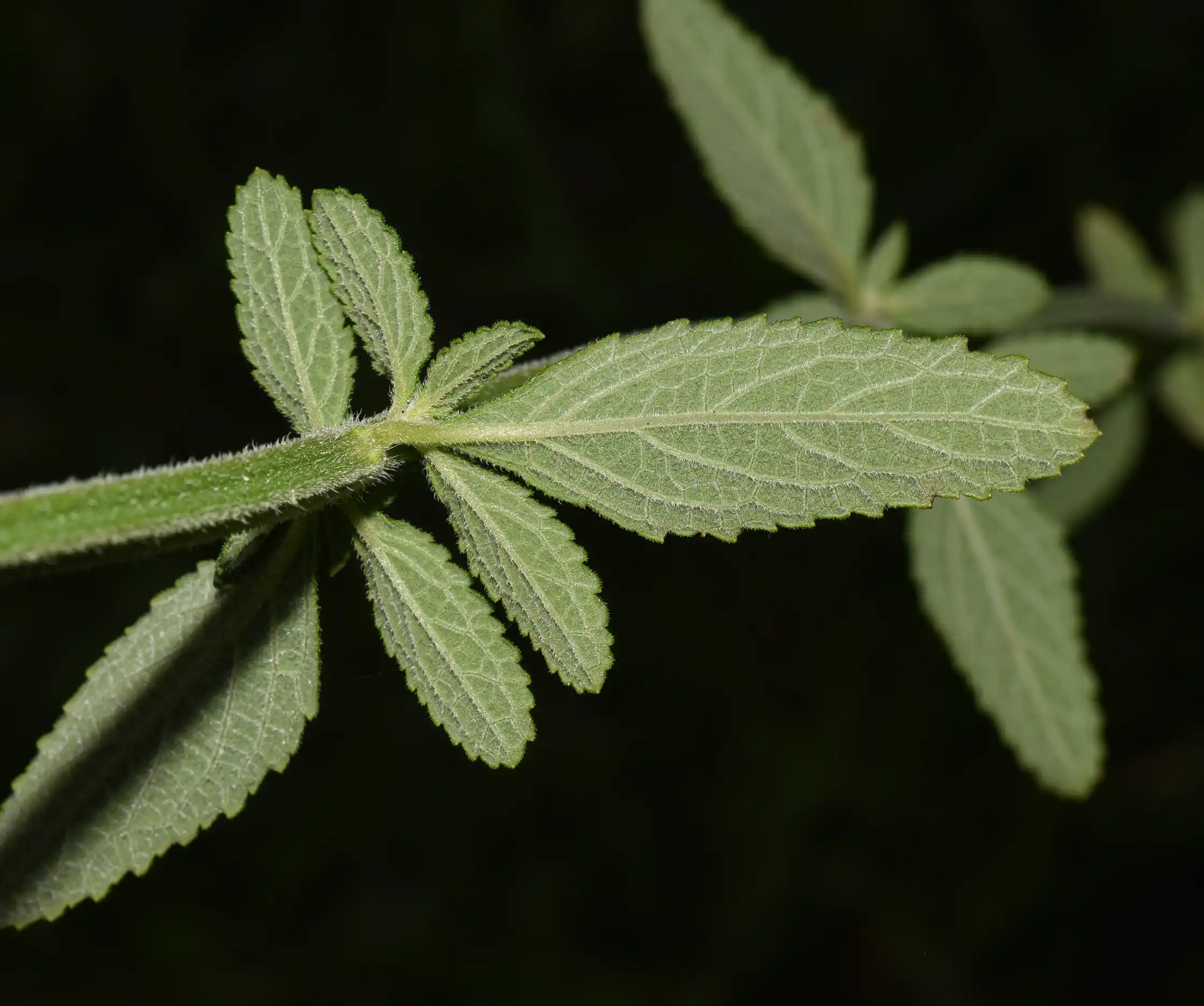 Cantinoa stricta (Benth.) Harley & J.F.B.Pastore