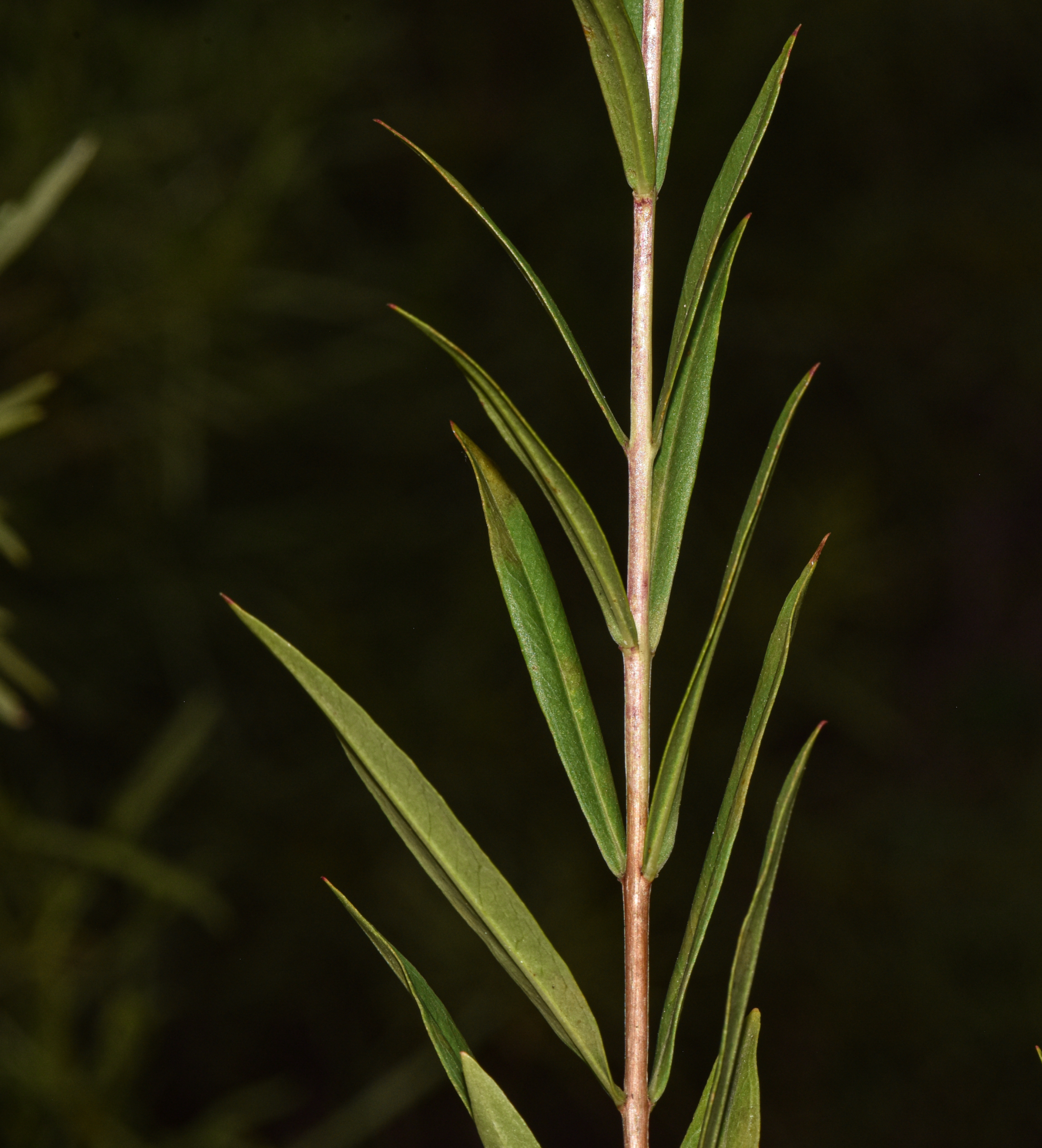 Heimia salicifolia Link