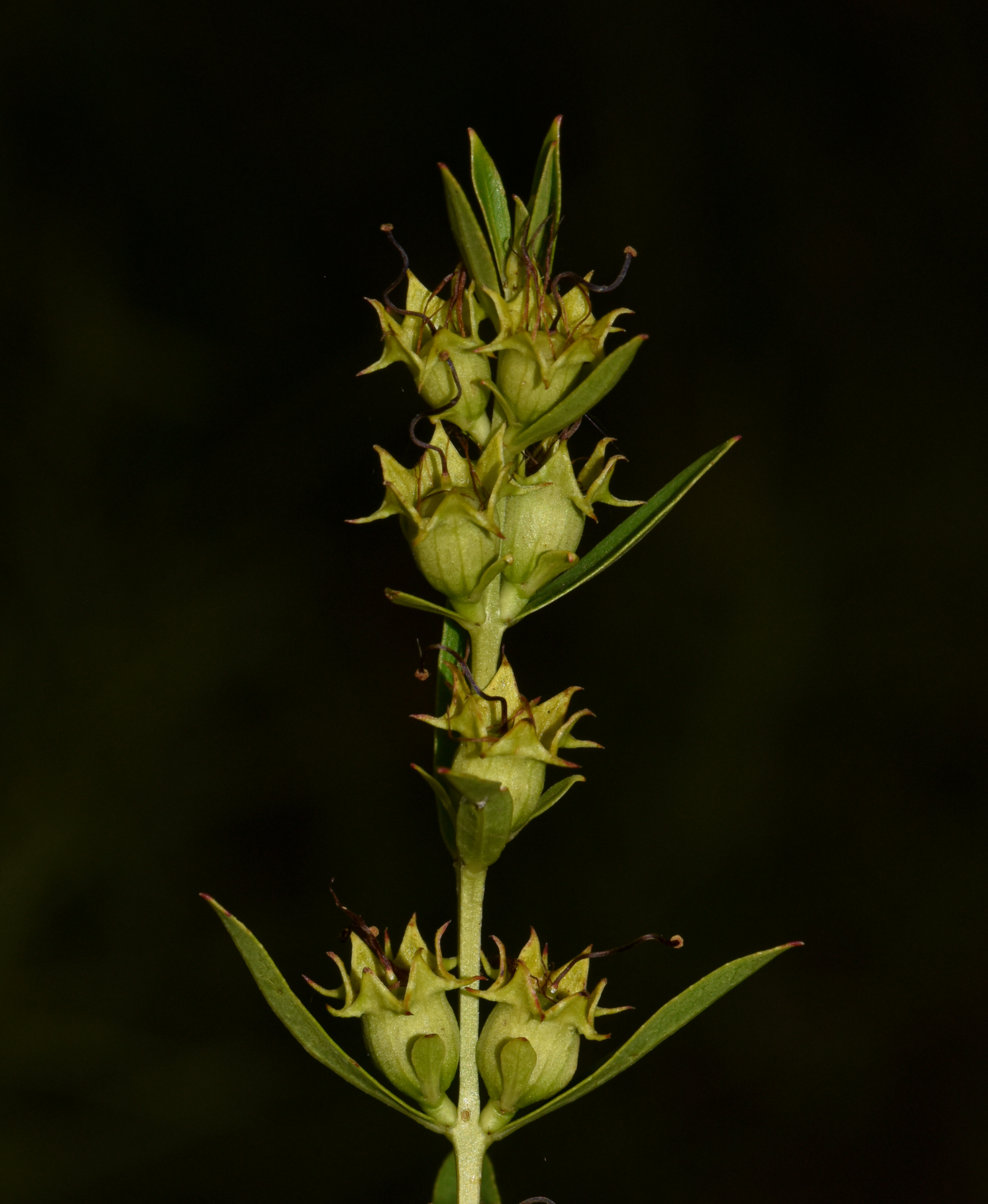 Heimia salicifolia Link