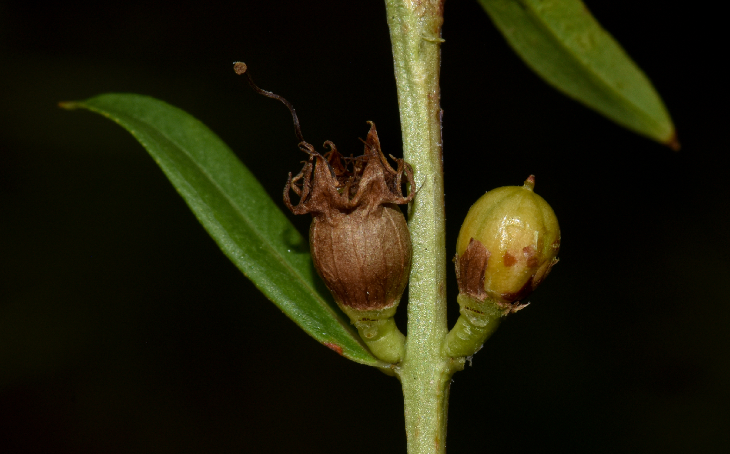 Heimia salicifolia Link