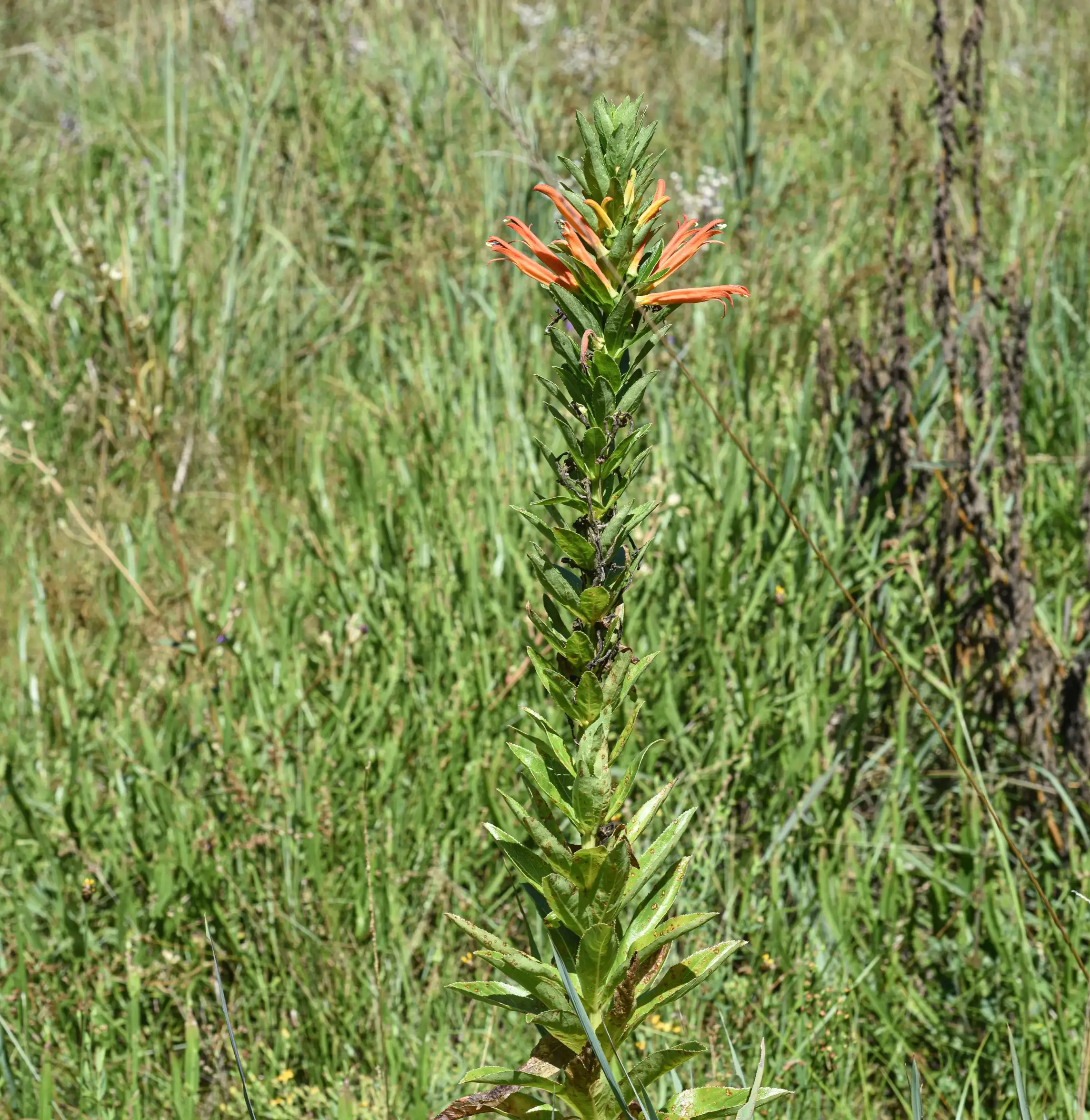 Siphocampylus verticillatus (Cham.) G.Don