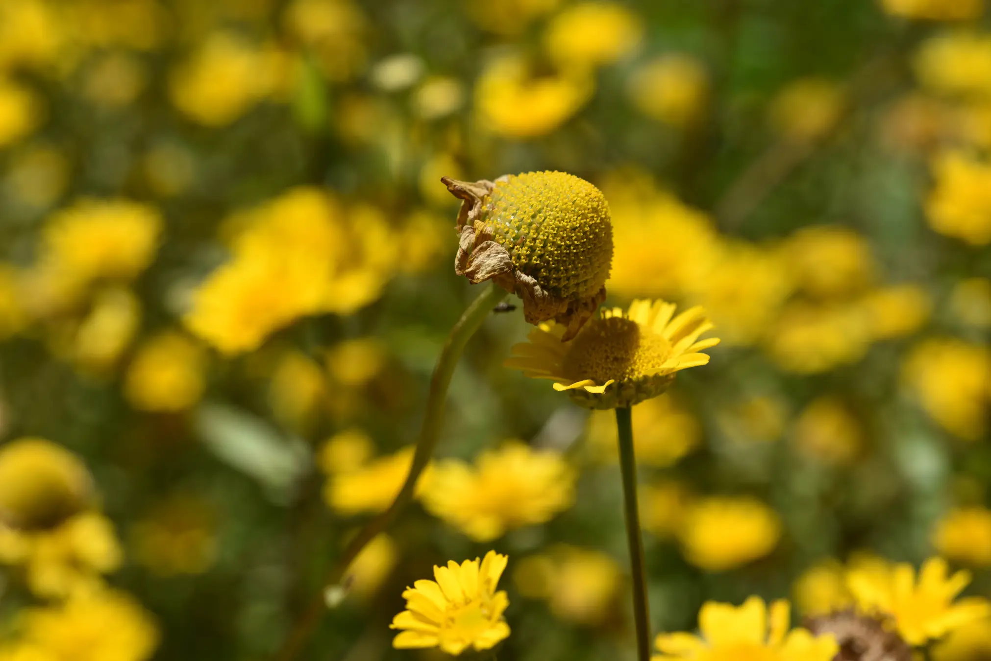 Coleostephus myconis (L.) Rchb.f.