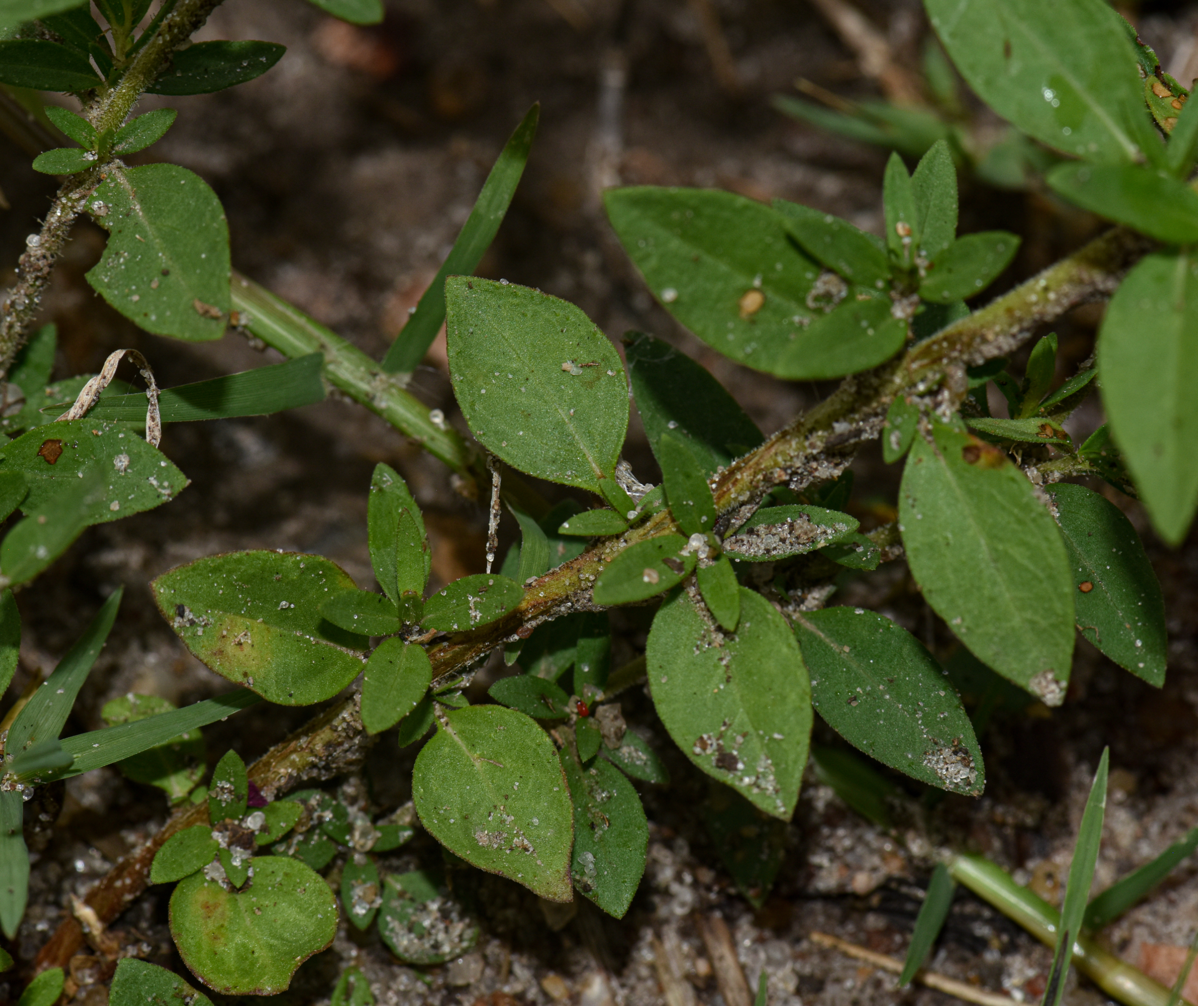 Cuphea glutinosa Cham. & Schltdl.