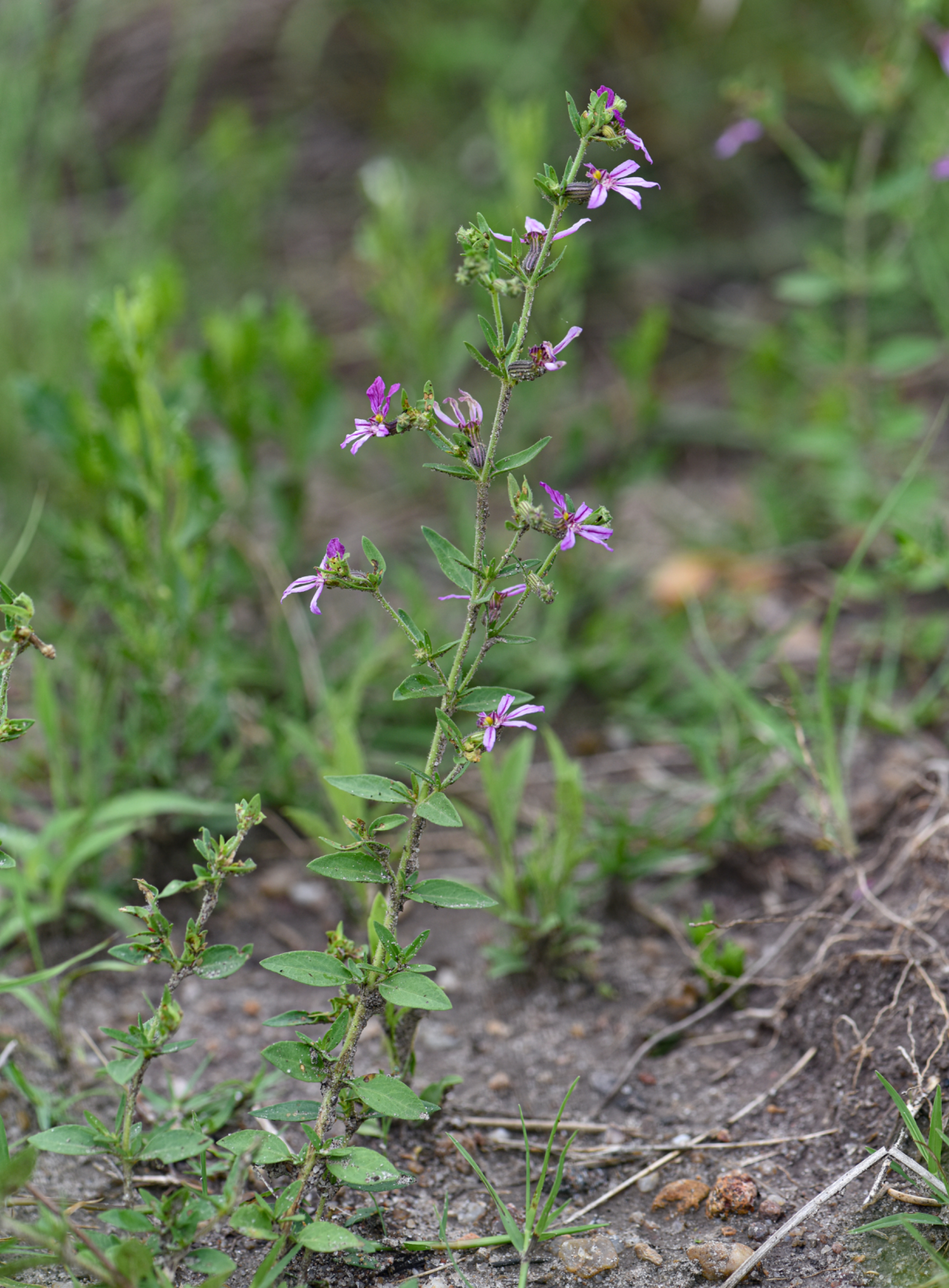 Cuphea glutinosa Cham. & Schltdl.