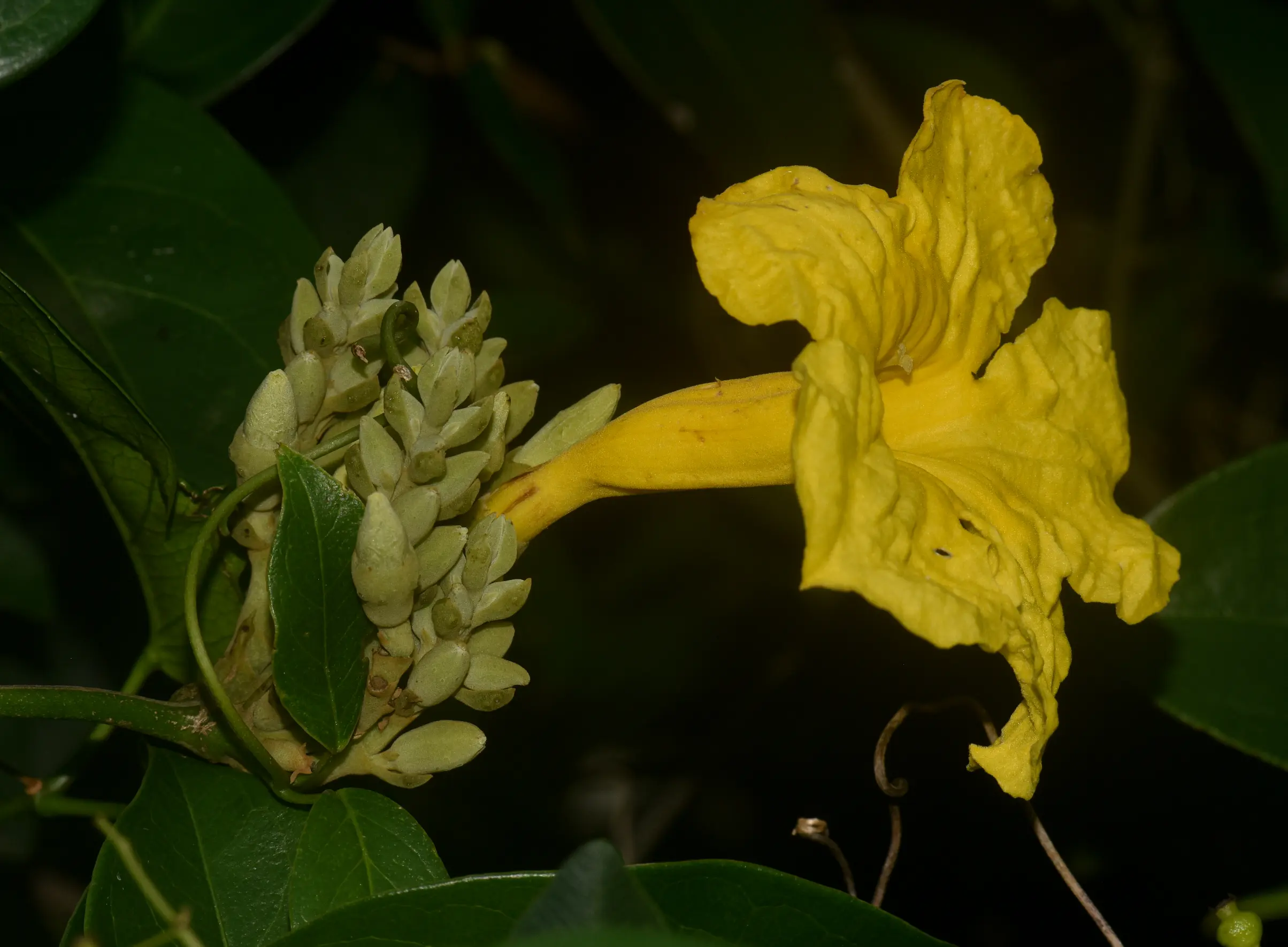 Adenocalymma marginatum (Cham.) DC.