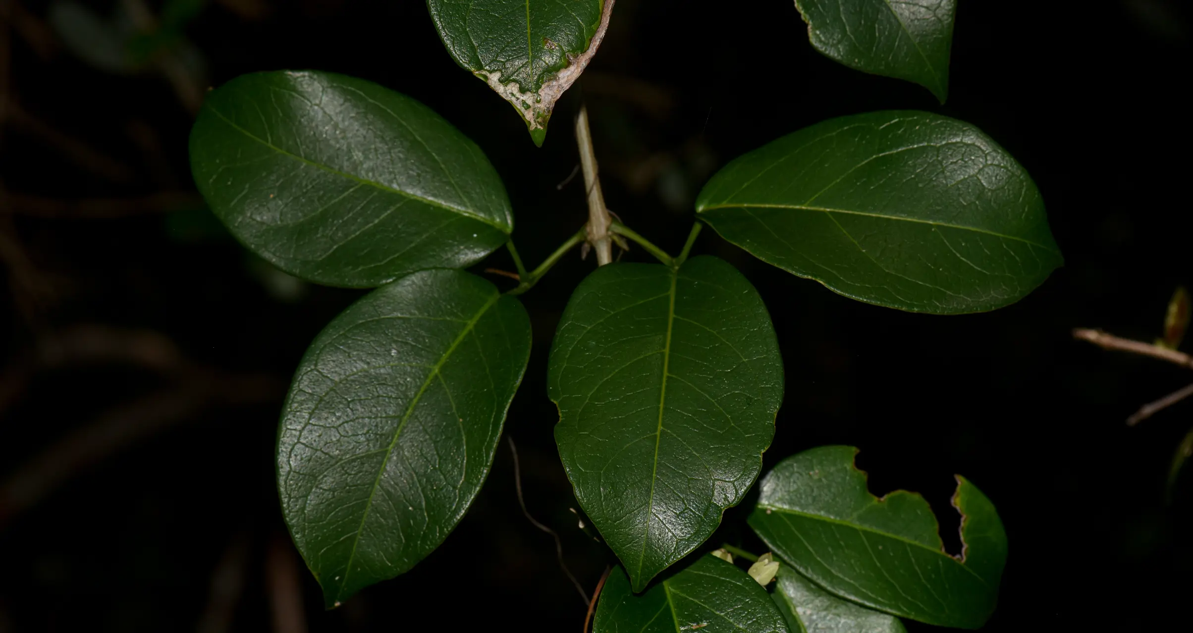Adenocalymma marginatum (Cham.) DC.