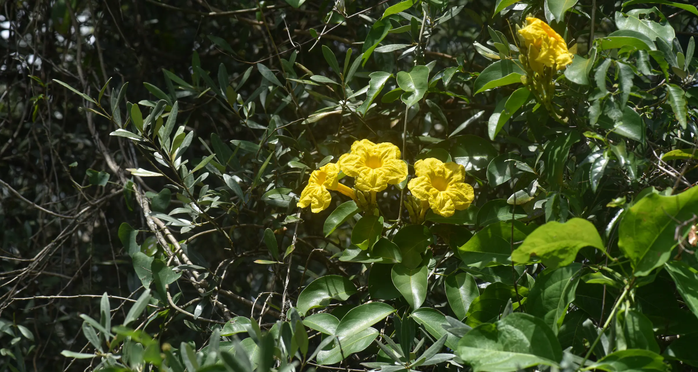 Adenocalymma marginatum (Cham.) DC.