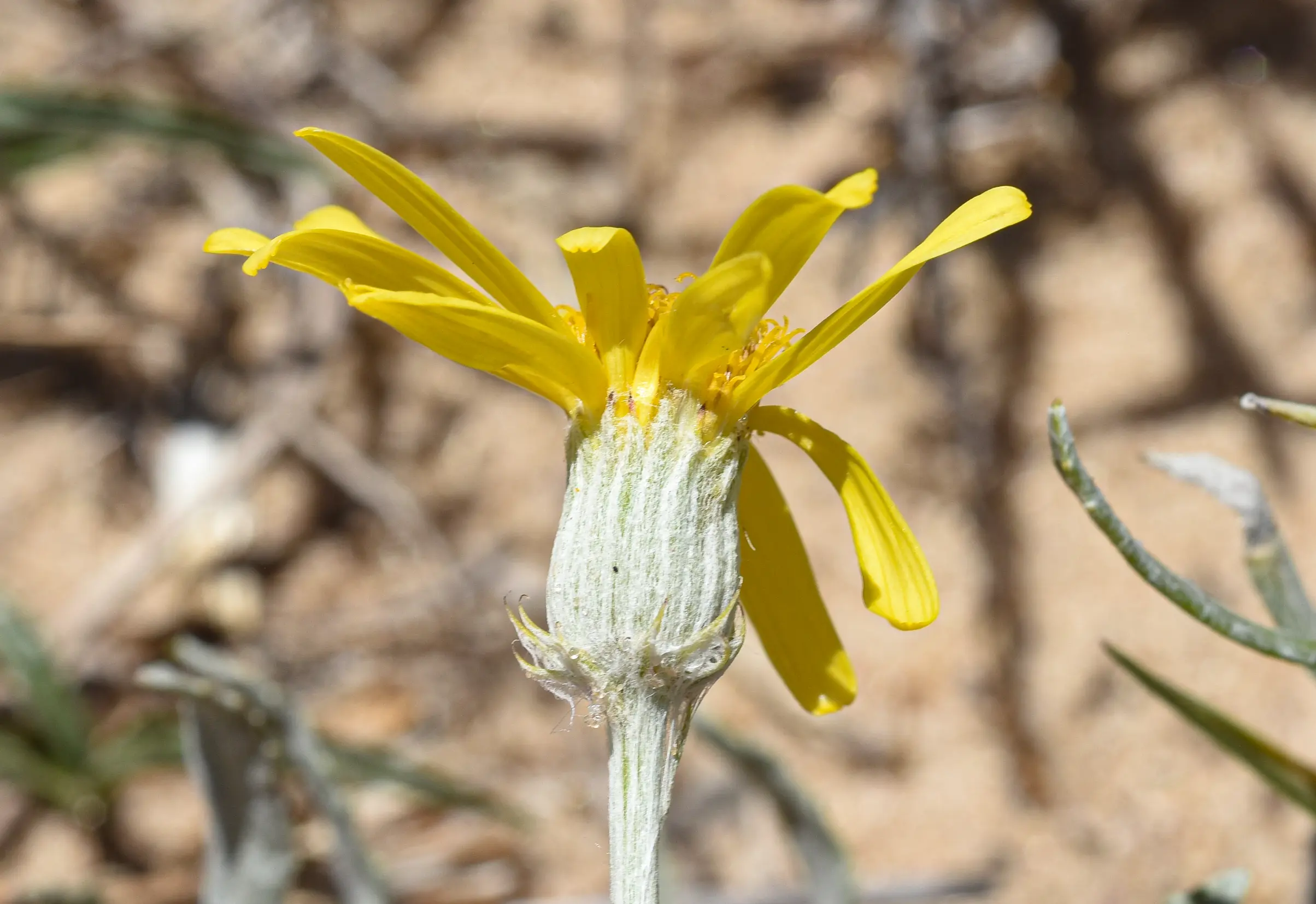 Senecio montevidensis (Spreng.) Baker