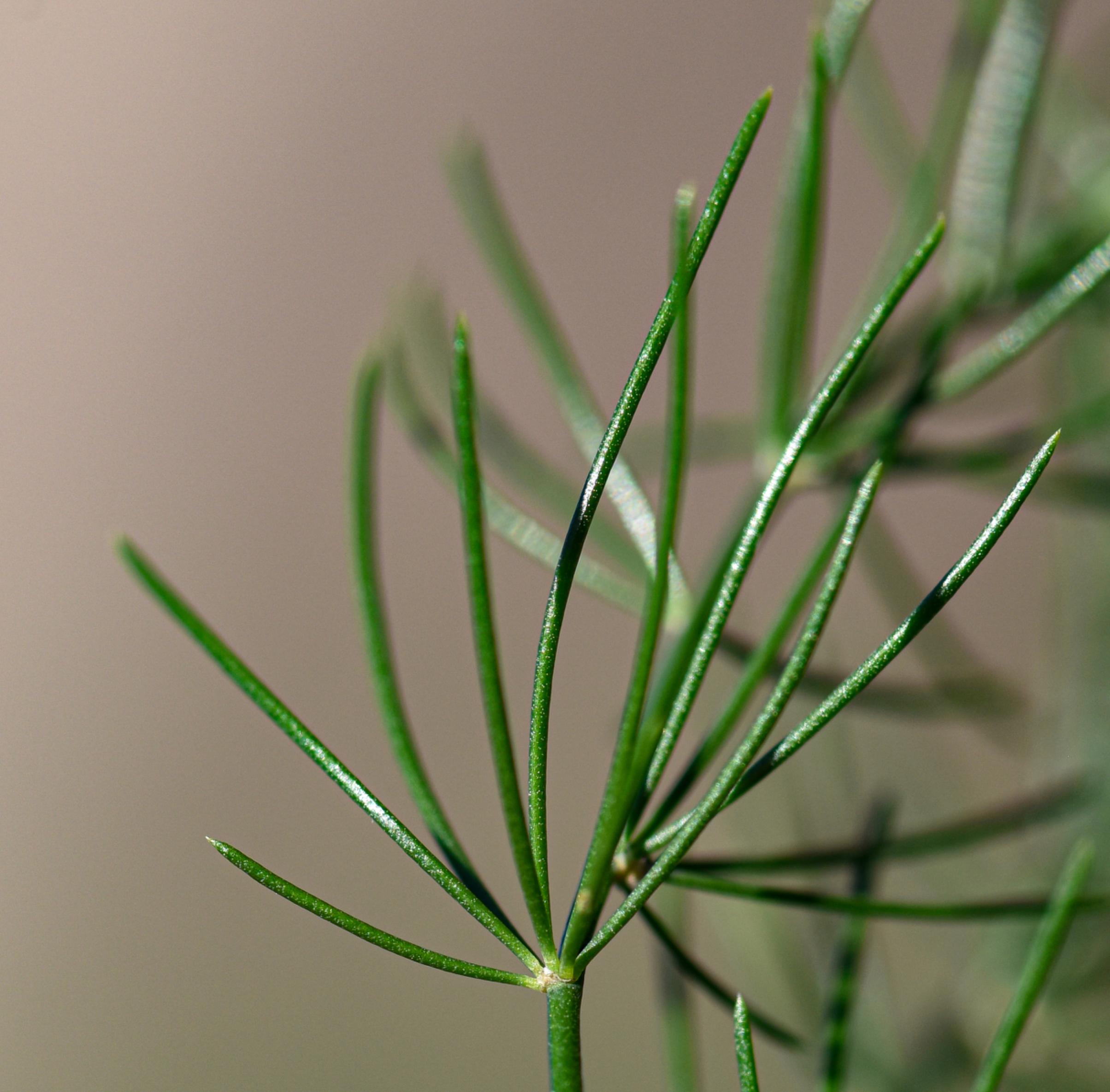 Asparagus officinalis var. altilis L.