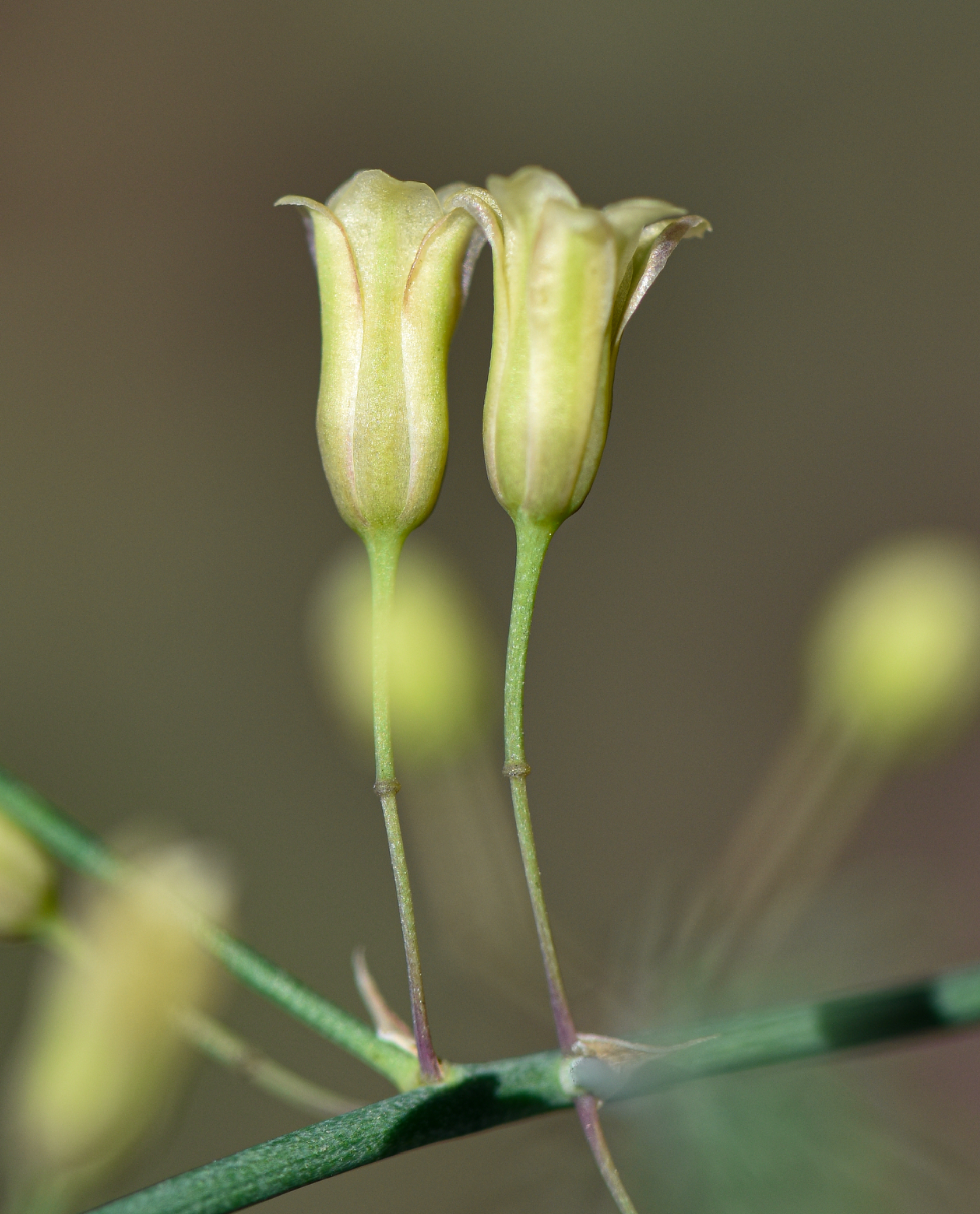 Asparagus officinalis var. altilis L.