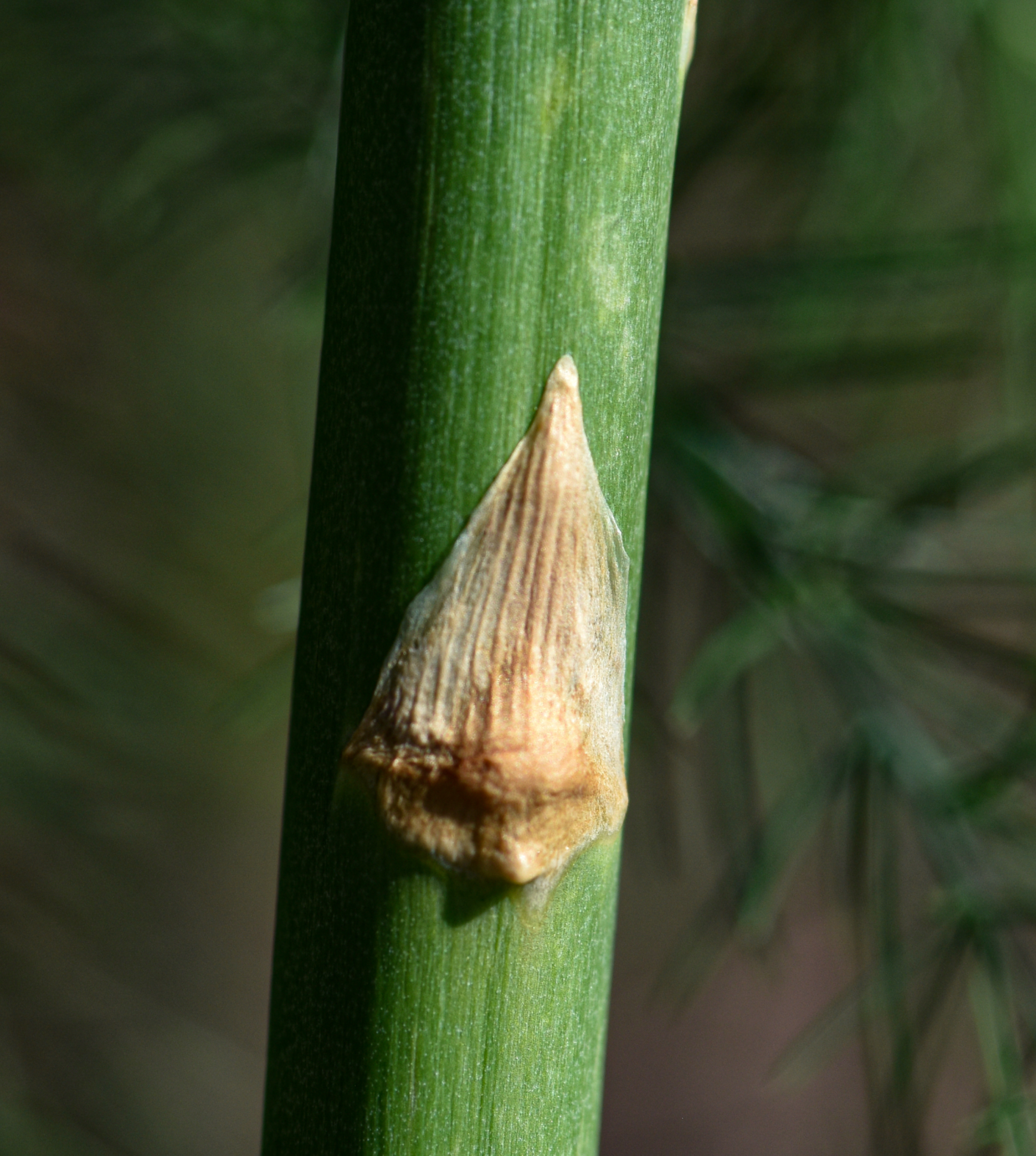 Asparagus officinalis var. altilis L.