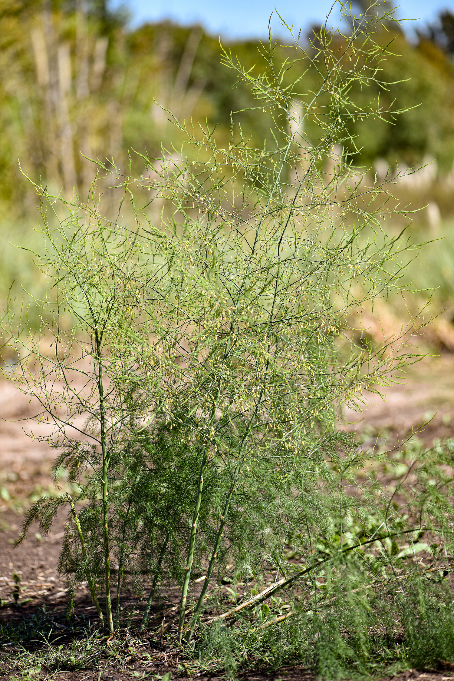 Asparagus officinalis var. altilis L.