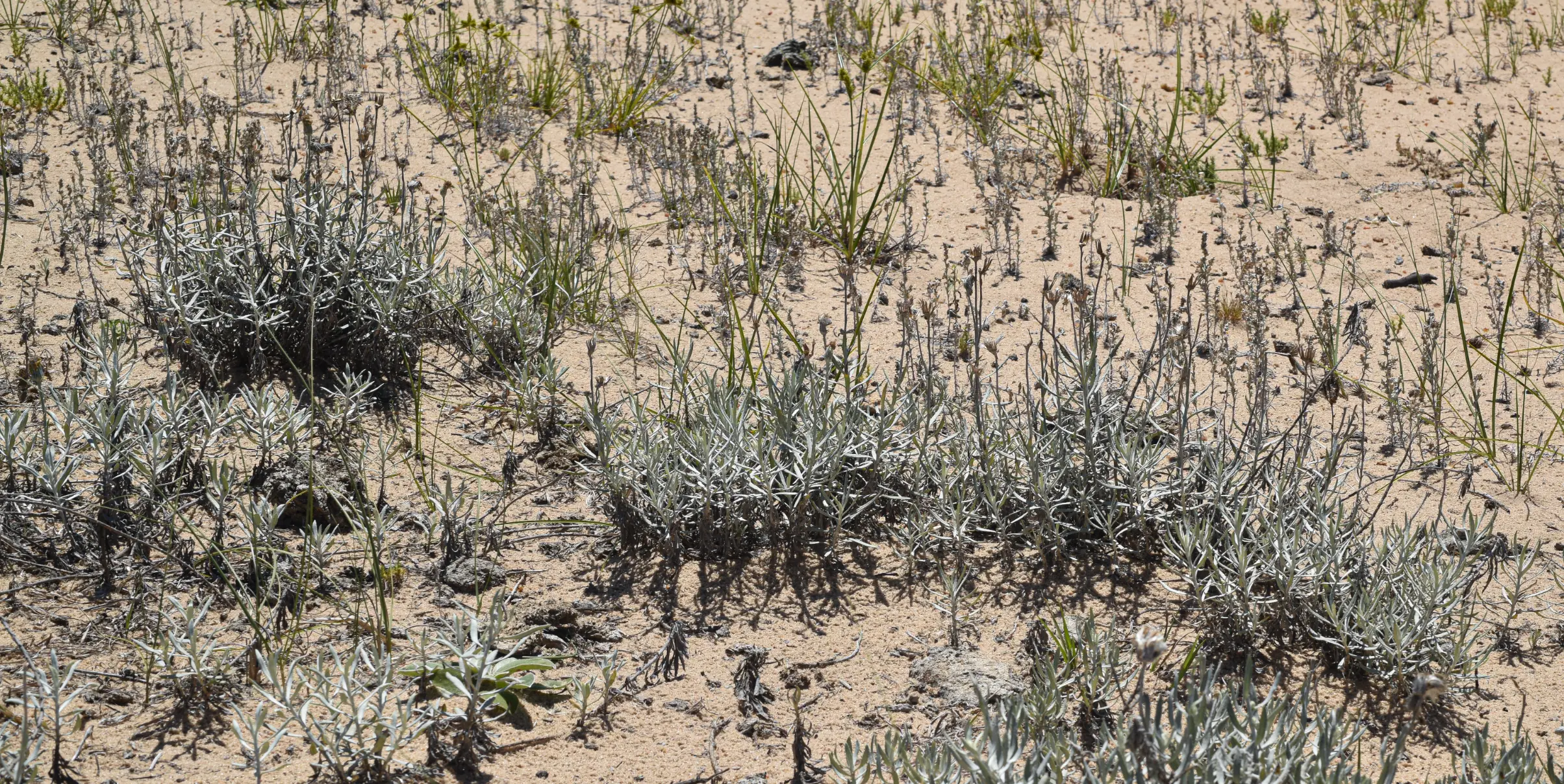 Senecio montevidensis (Spreng.) Baker