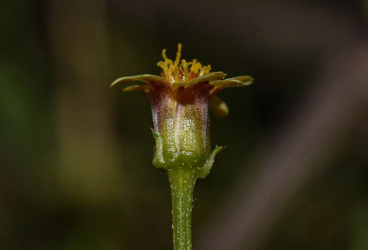 Chrysanthellum indicum var. afroamericanum B.L.Turner