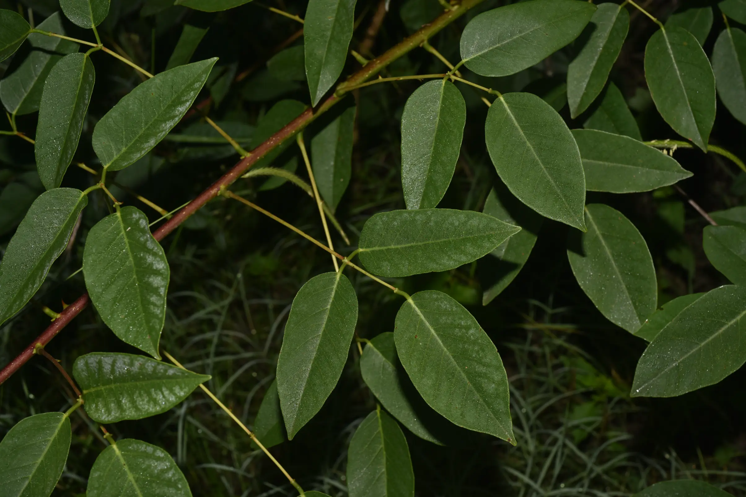 Erythrina crista-galli L.