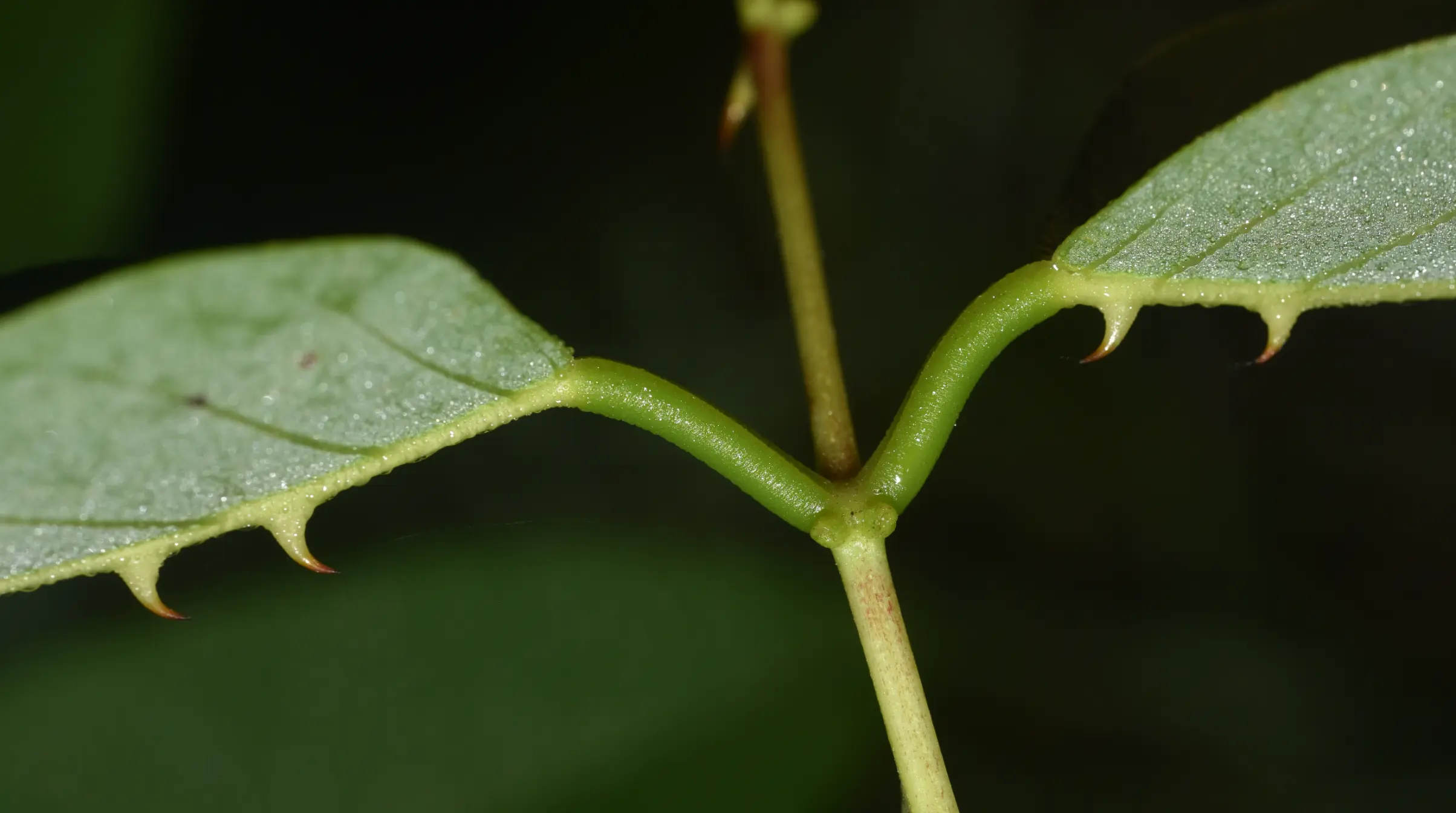 Erythrina crista-galli L.