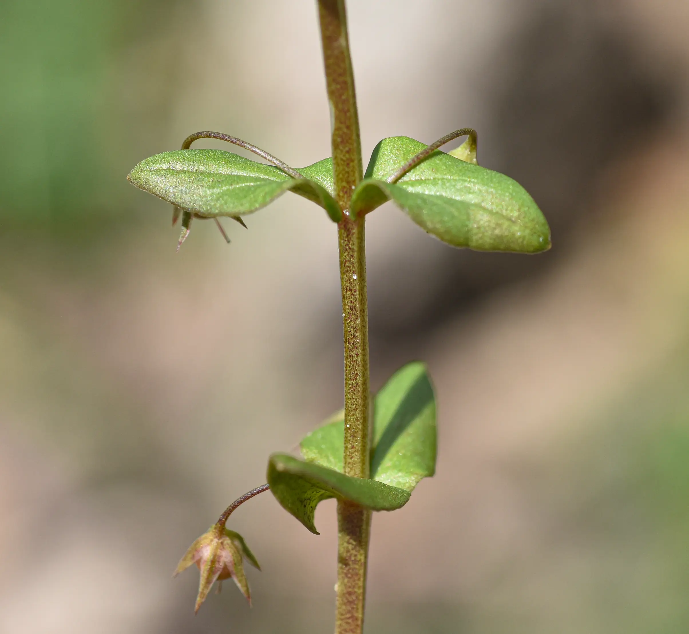 Lysimachia loeflingii F.J.Jiménez & M.Talavera