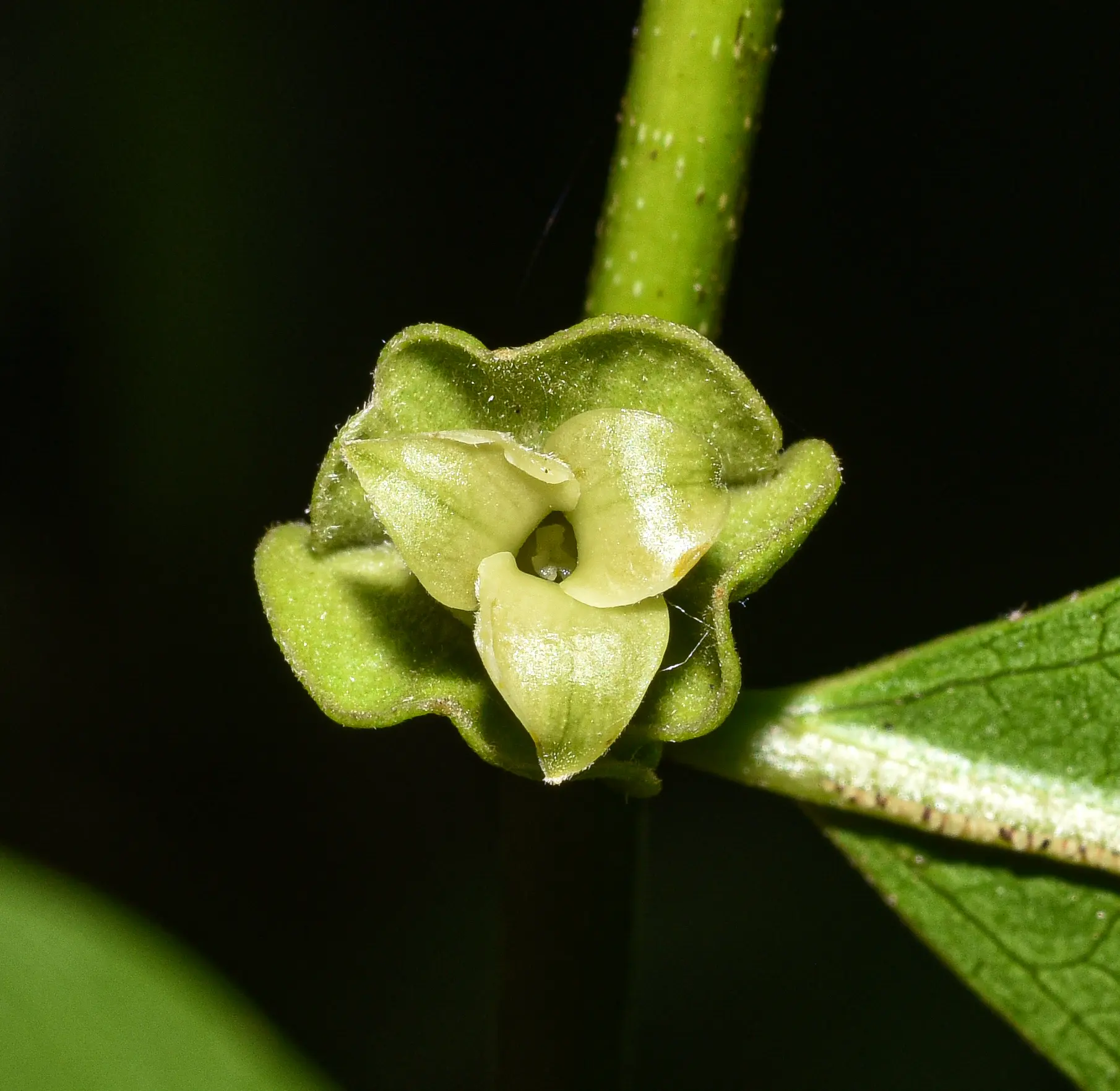Diospyros inconstans subsp. obovata (Mart. ex Miq.) B.Walln.