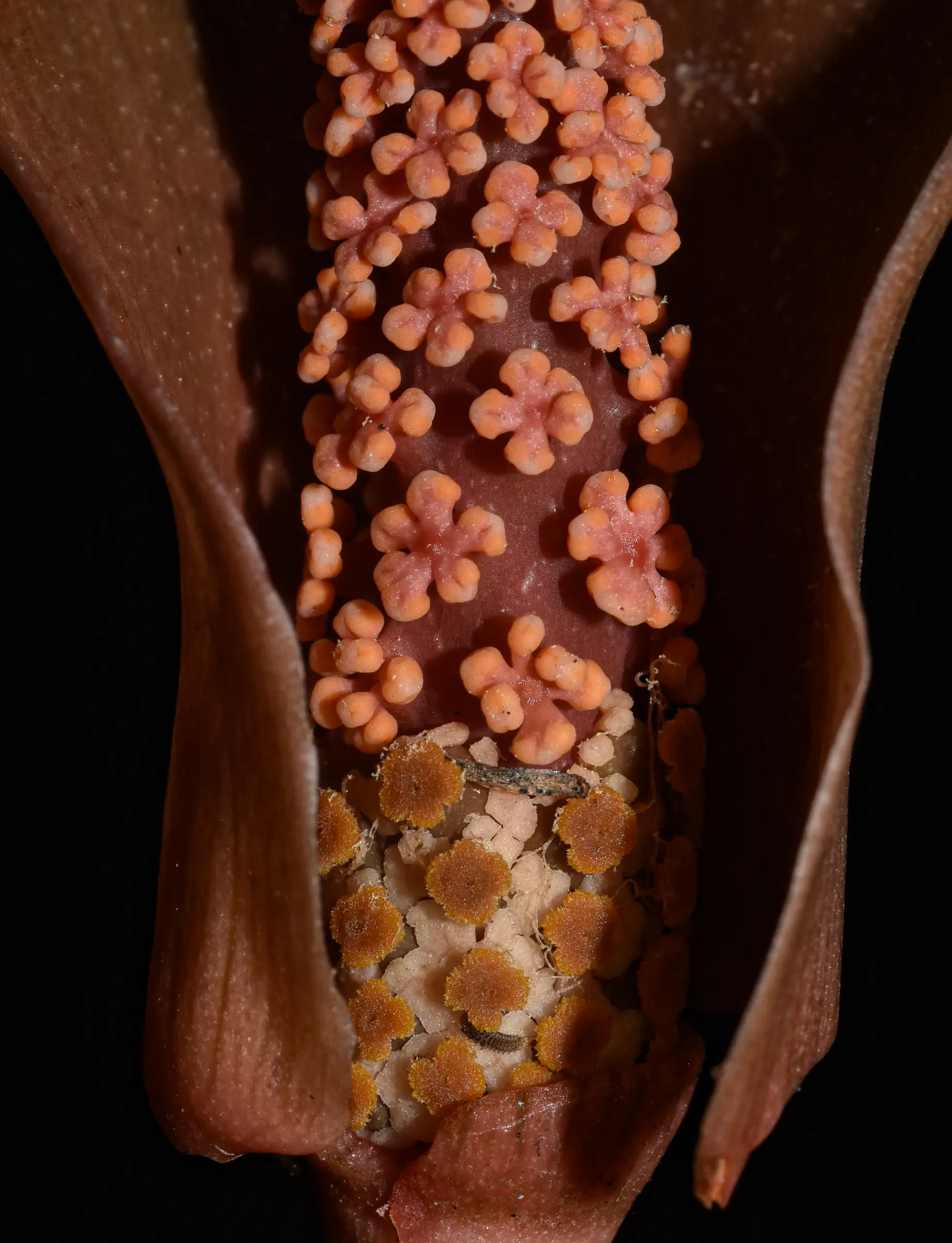 Mangonia tweedieana Schott