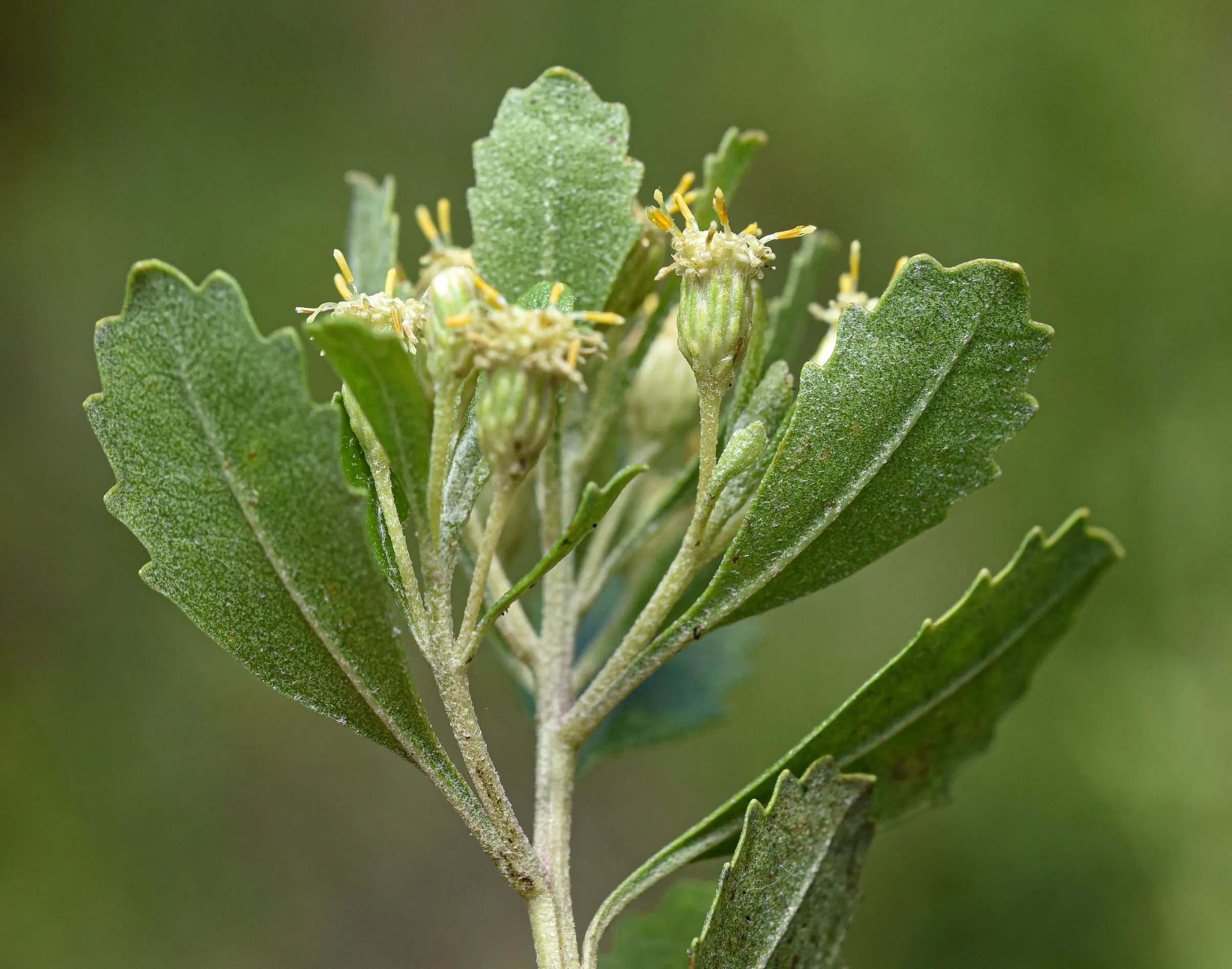 Baccharis longiattenuata A.S.Oliveira