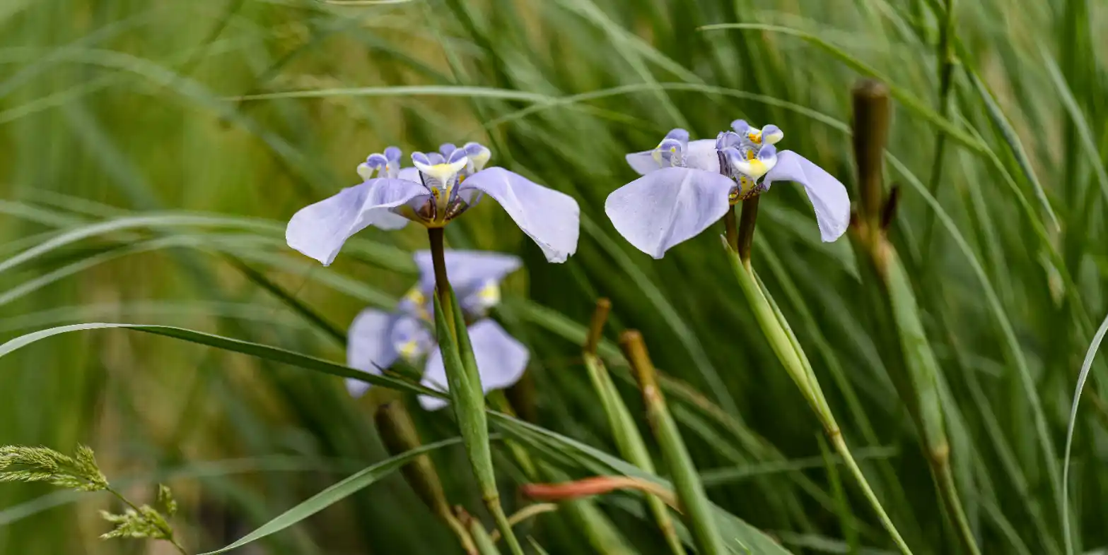 Phalocallis coelestis (Lehm.) Ravenna