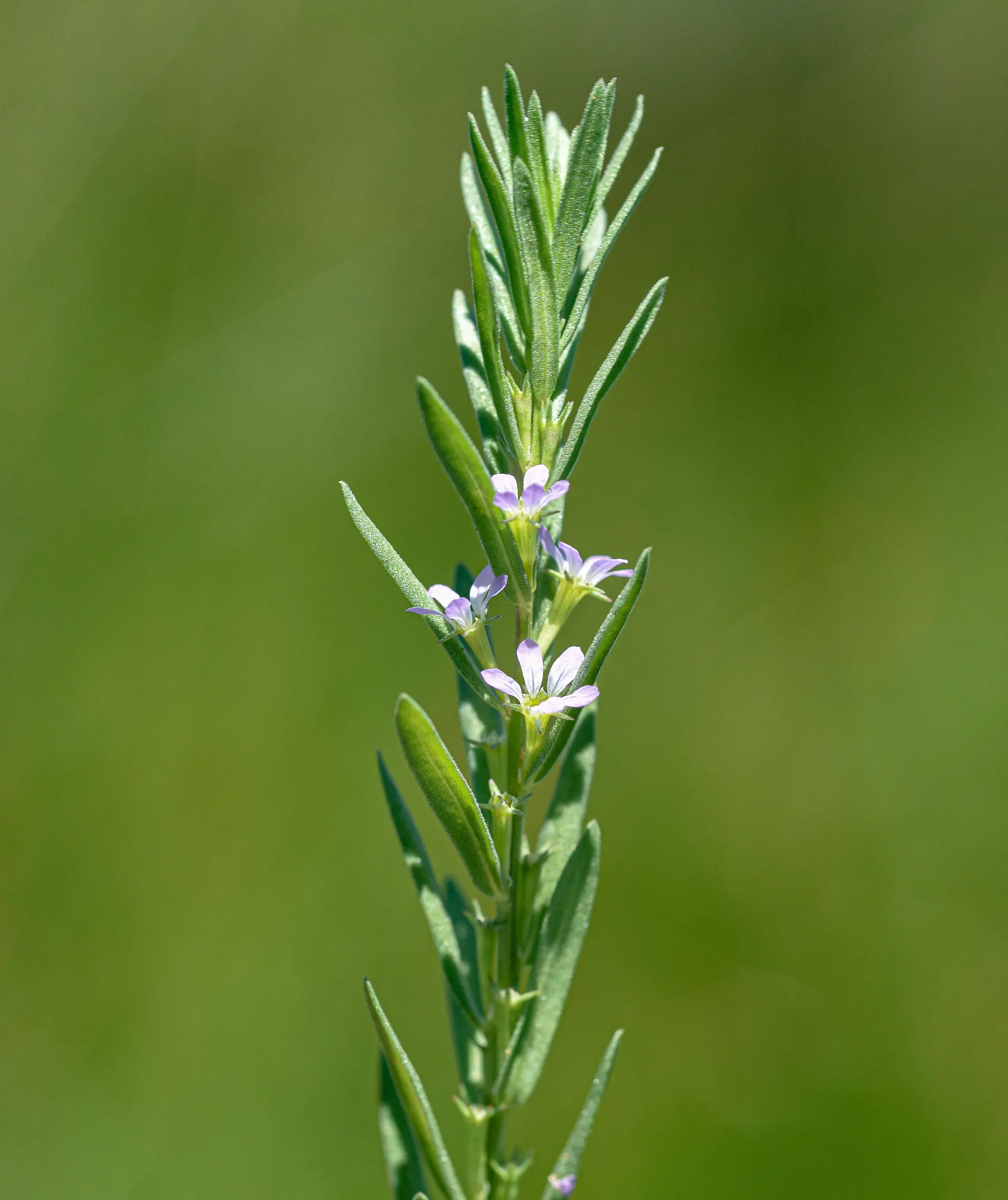Lythrum hyssopifolia L.