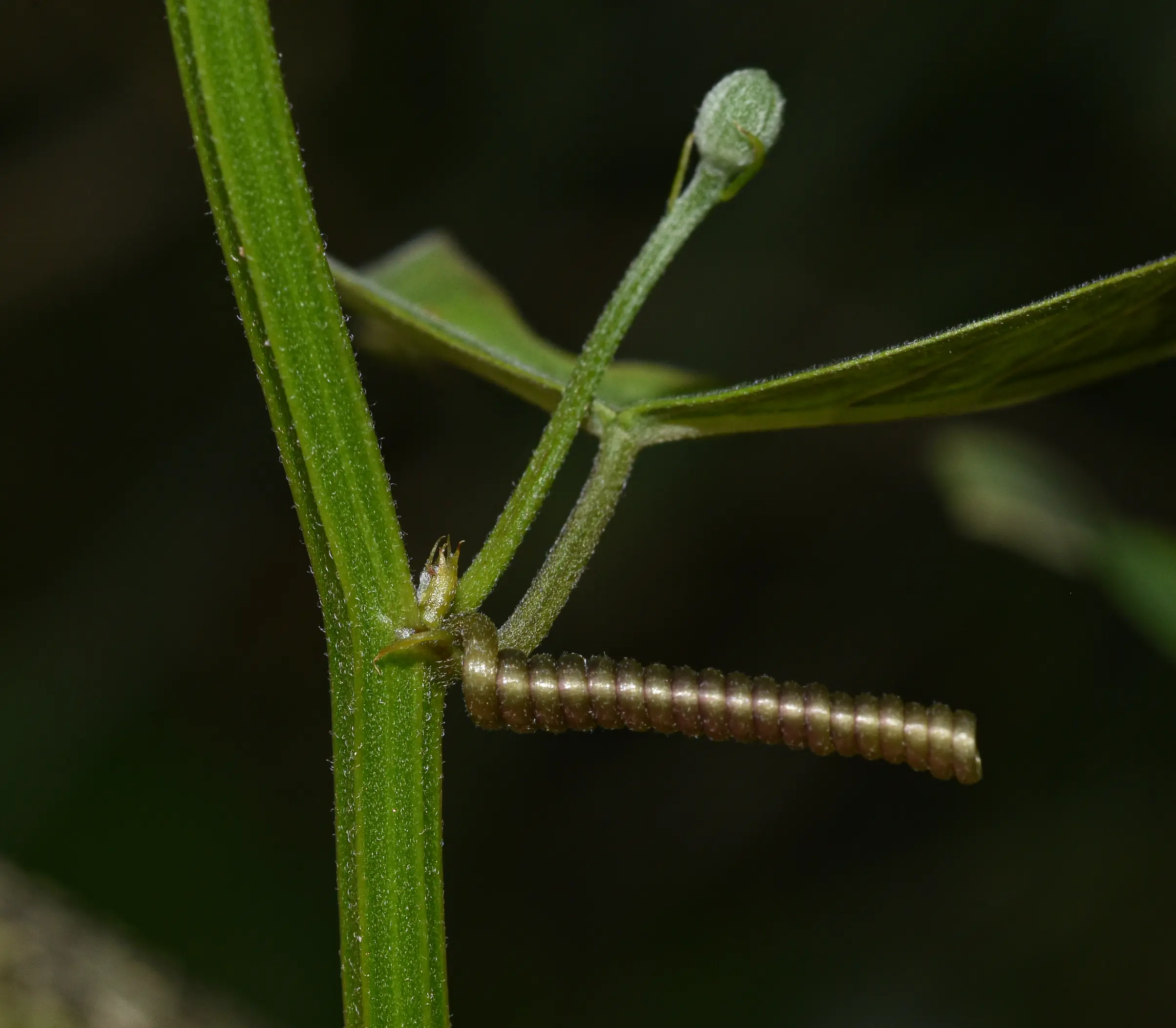 Passiflora misera Kunth