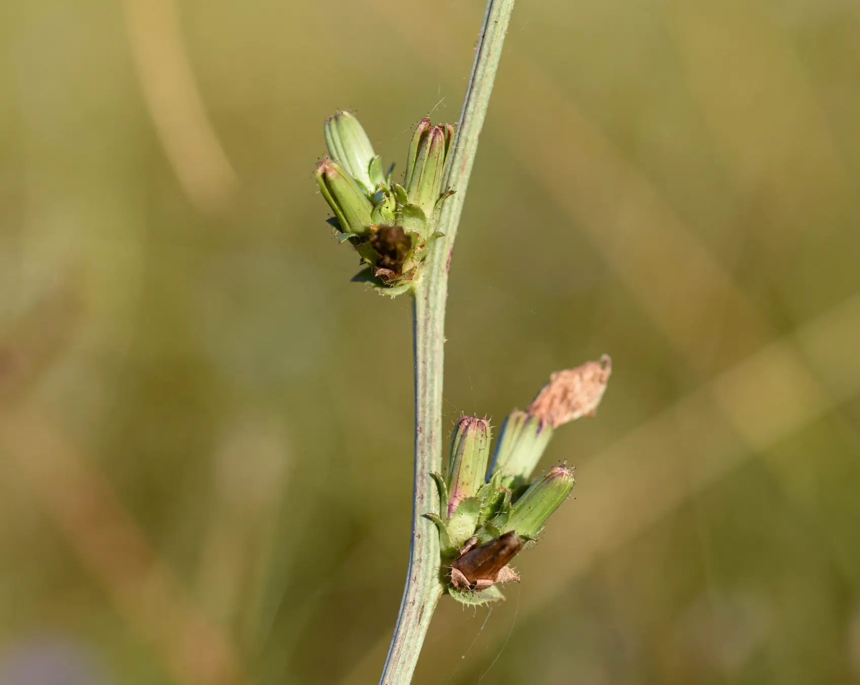 Cichorium intybus L.
