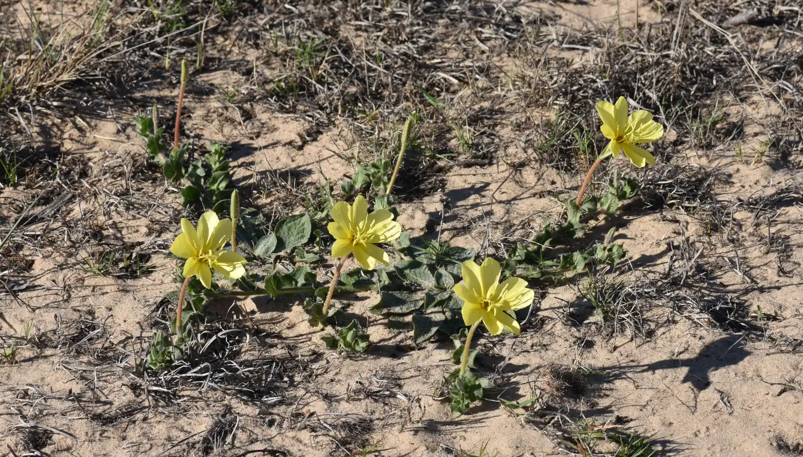 Oenothera longiflora subsp. longiflora