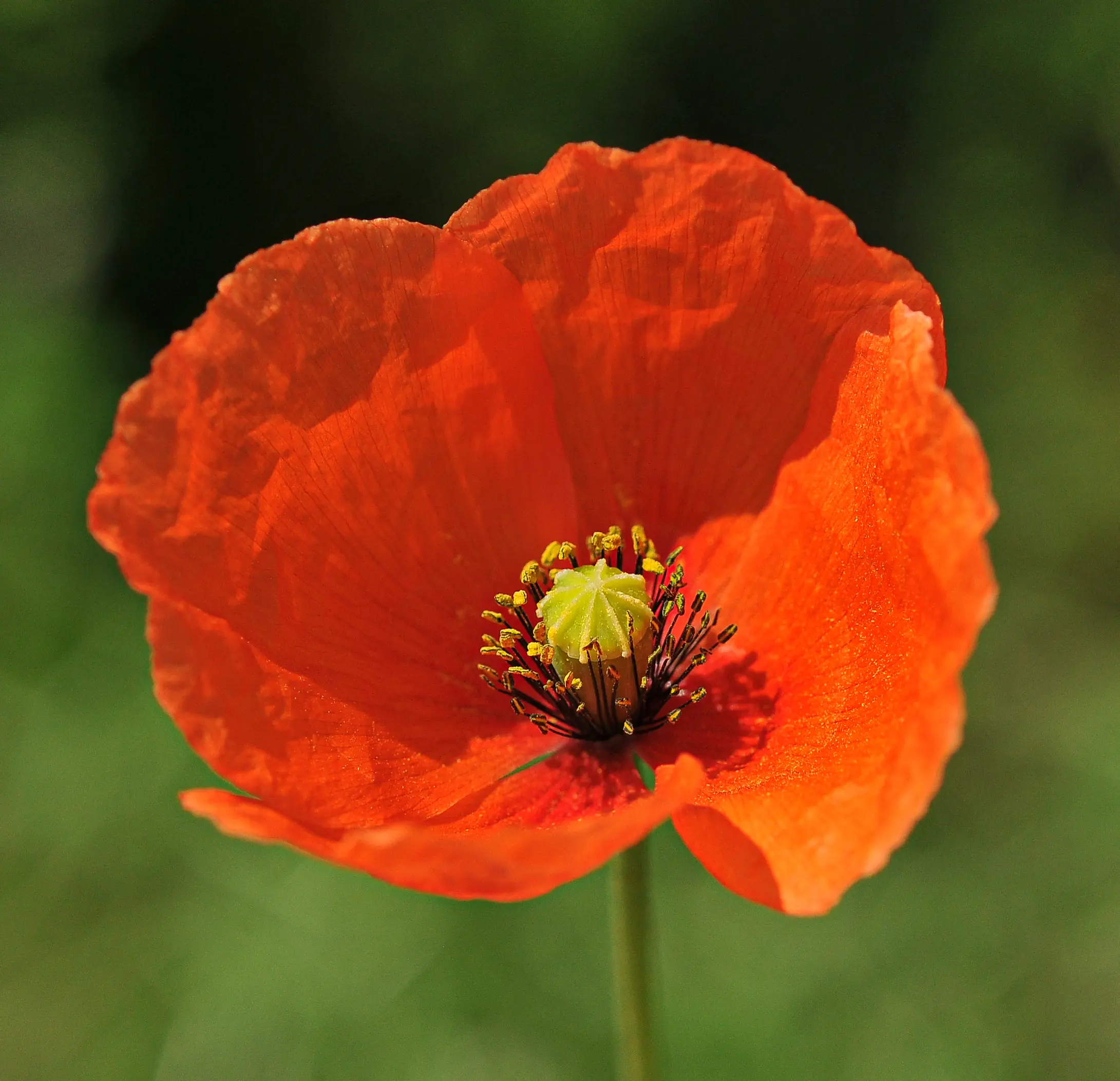 Papaver dubium L.