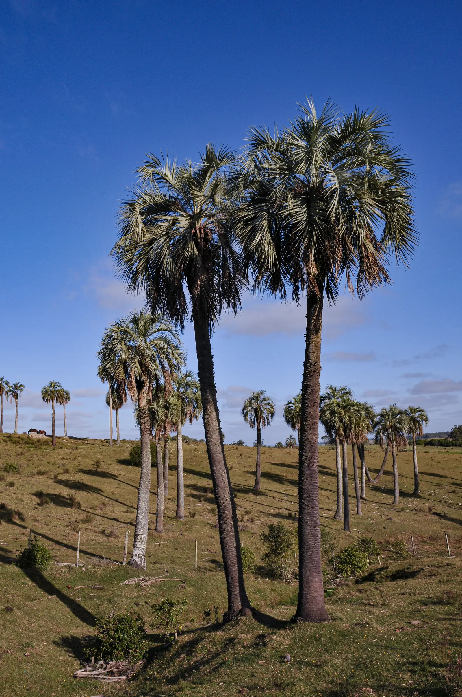 Butia odorata (Barb.Rodr.) Noblick