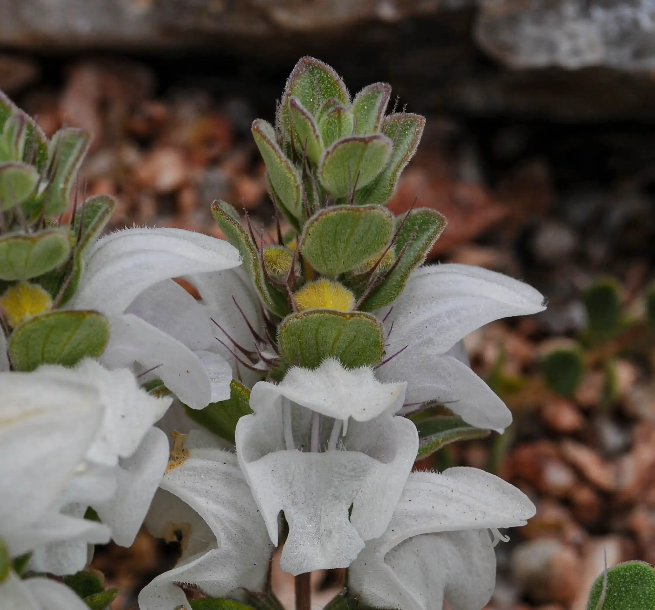 Glechon marifolia Benth.