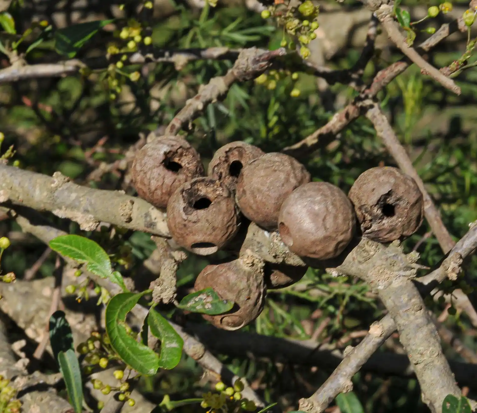 Schinus longifolia var. longifolia