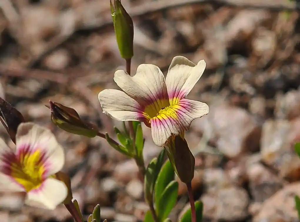 Mecardonia procumbens var. flagellaris (Cham. & Schltdl.) V.C.Souza