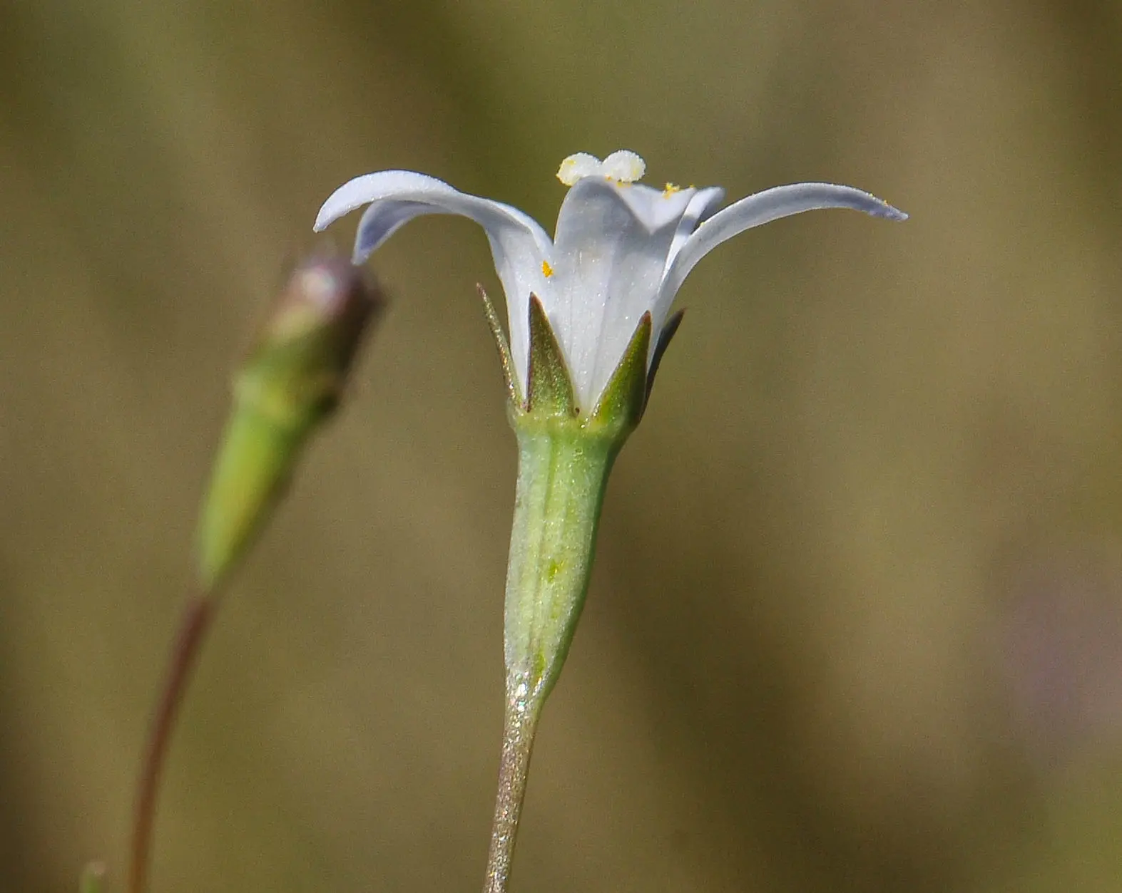 Wahlenbergia linarioides (Lam.) A.DC.