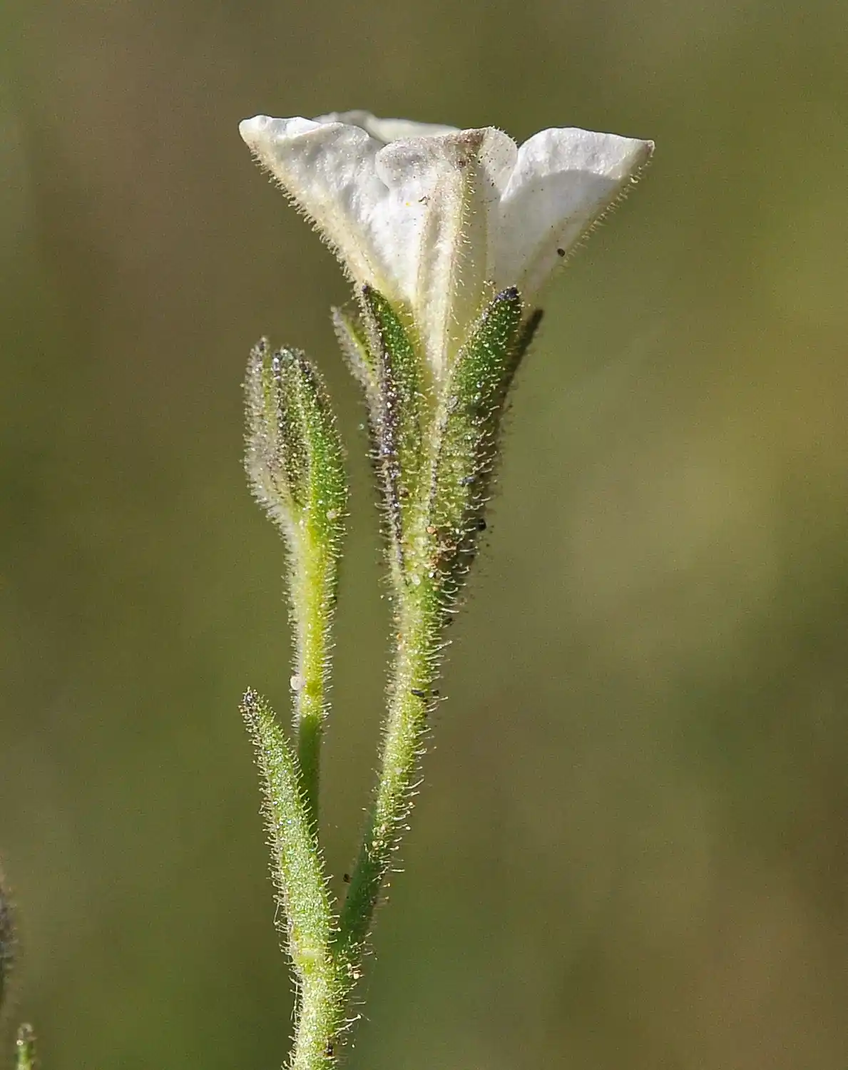 Bouchetia anomala (Miers) Britton & Rusby
