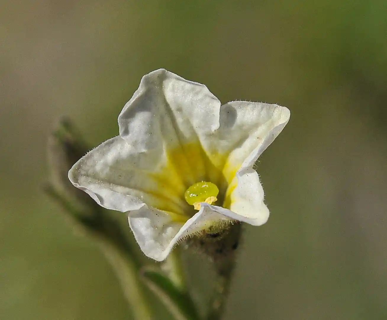 Bouchetia anomala (Miers) Britton & Rusby