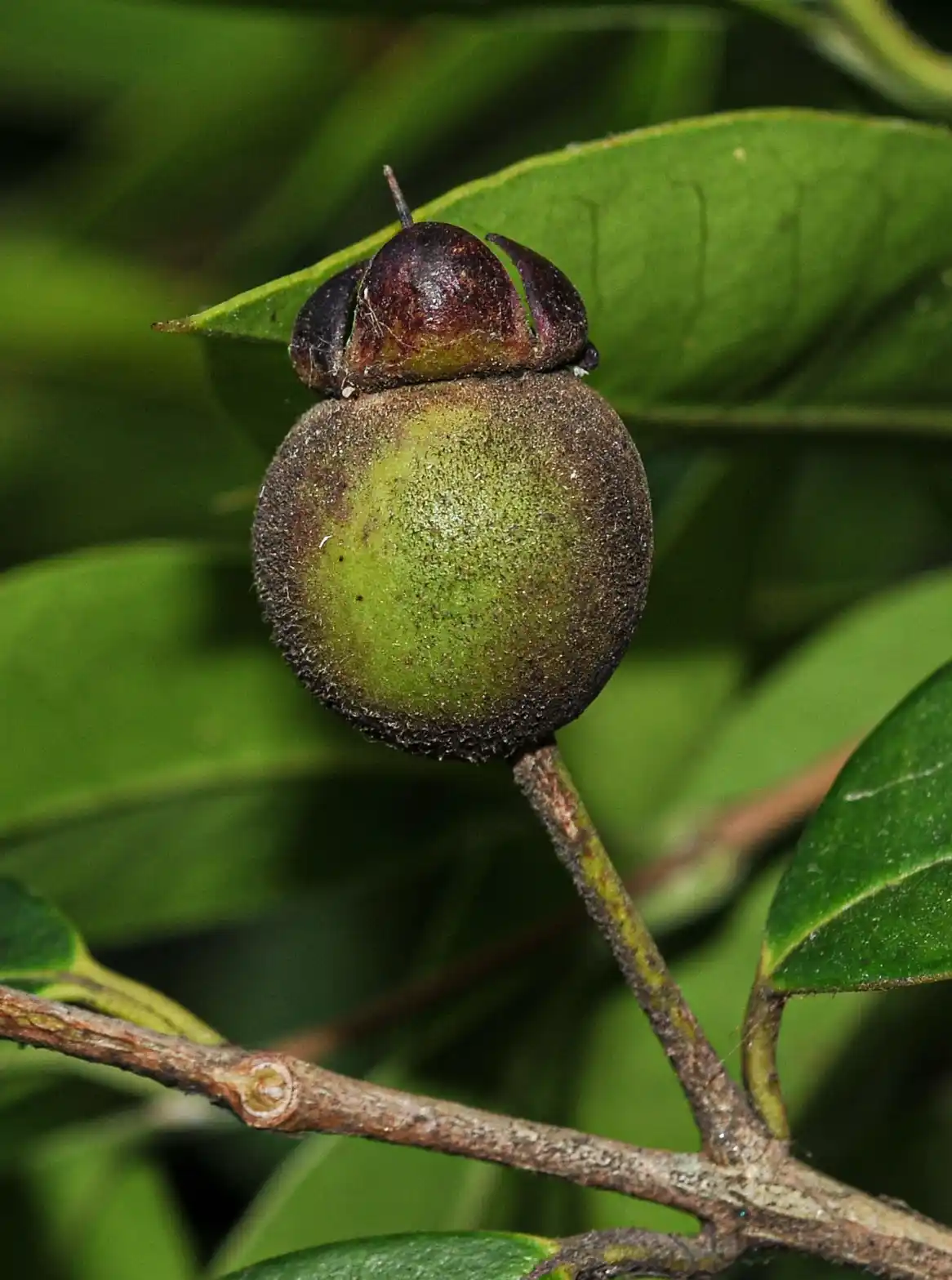 Myrcianthes pungens (O.Berg) D.Legrand