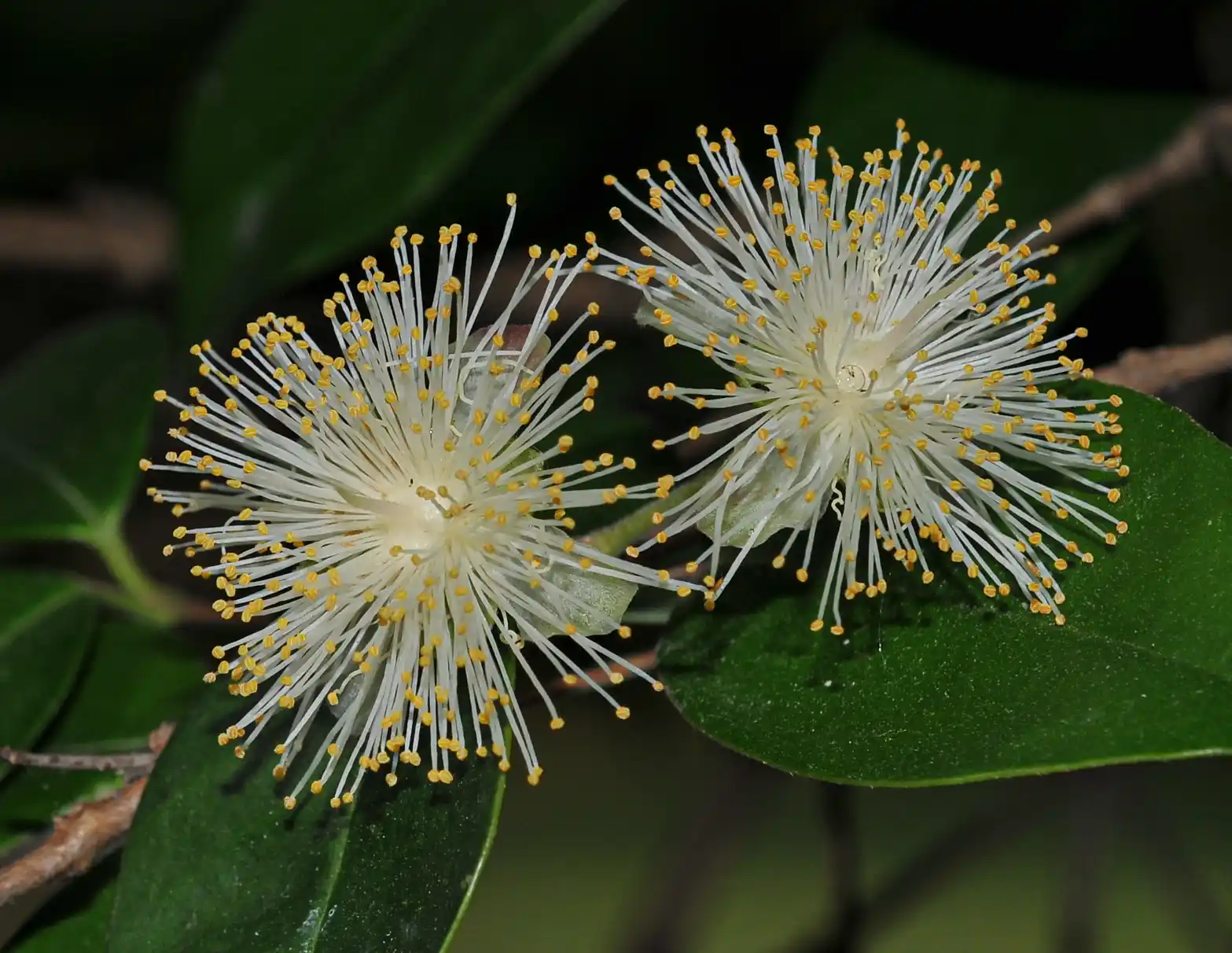 Myrcianthes pungens (O.Berg) D.Legrand