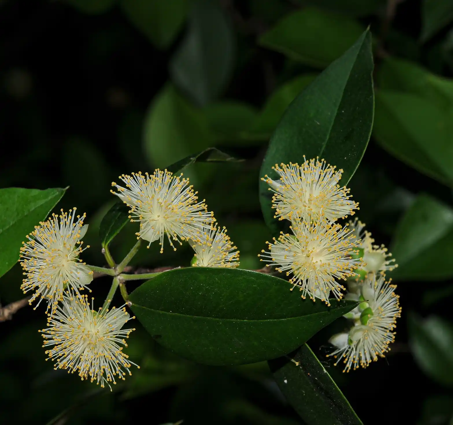 Myrcianthes pungens (O.Berg) D.Legrand