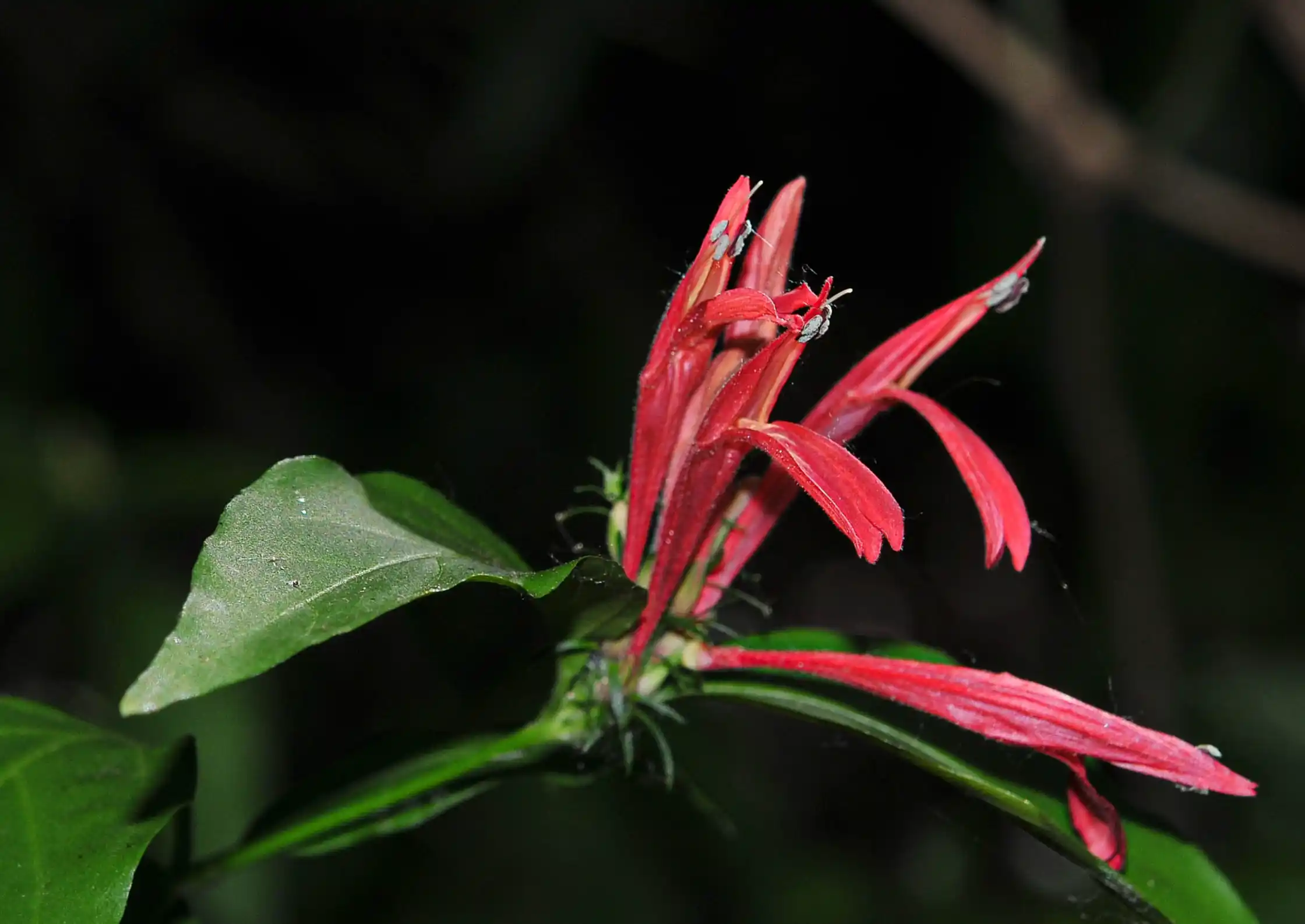 Justicia brasiliana Roth
