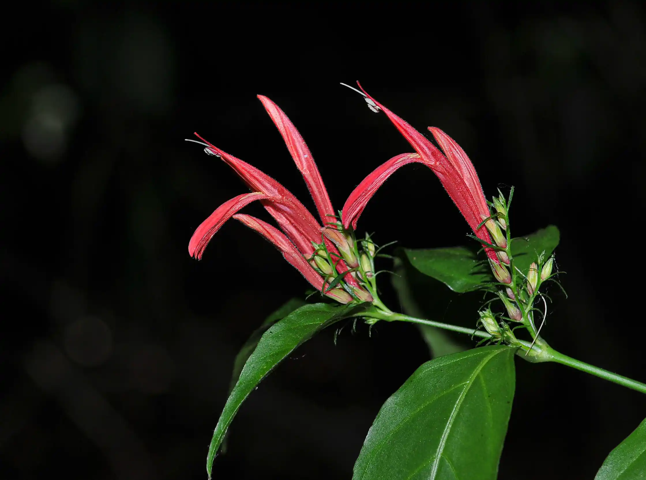 Justicia brasiliana Roth