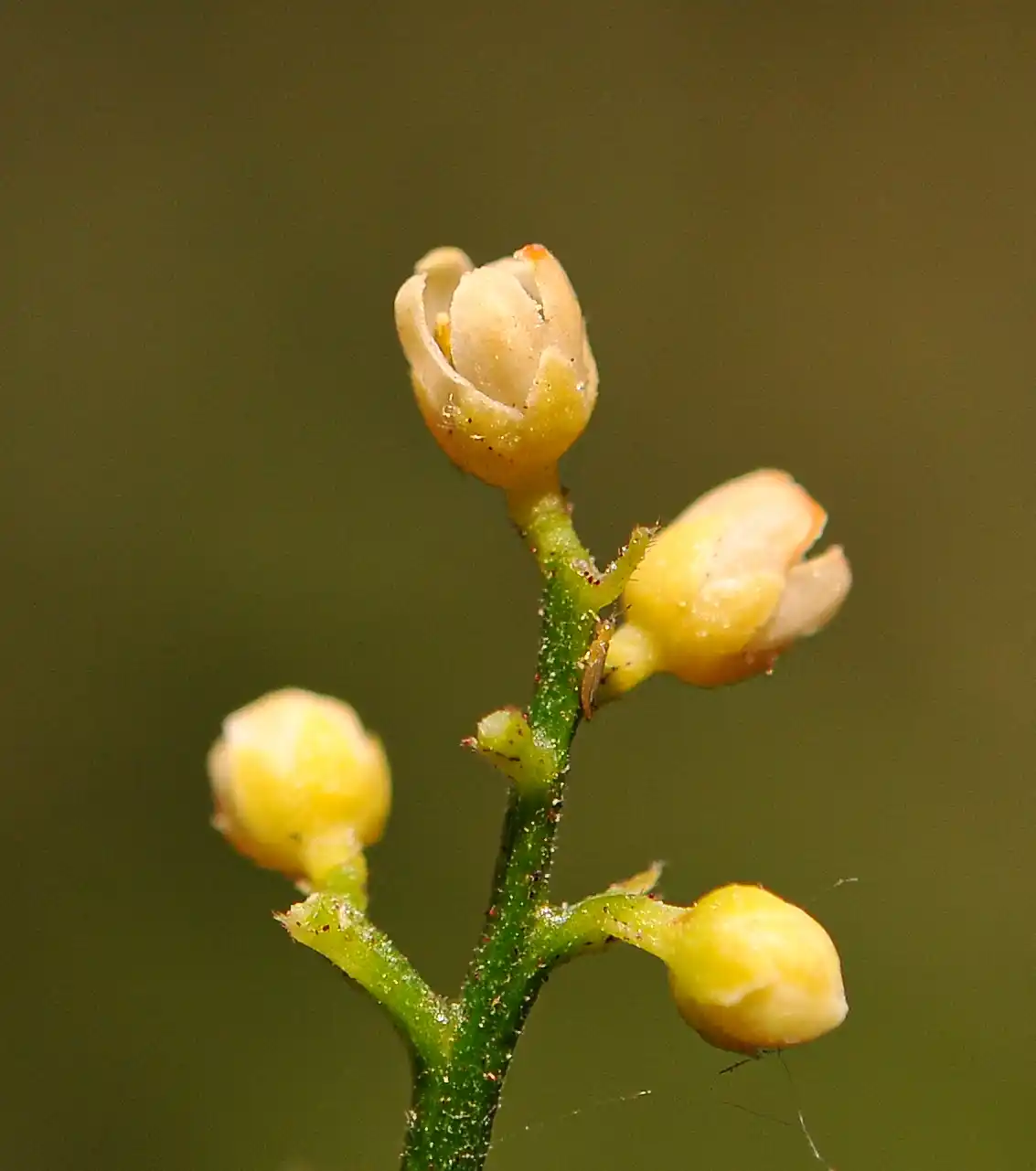 Trichilia elegans A.Juss.