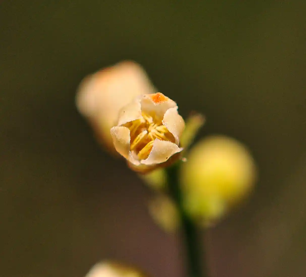 Trichilia elegans A.Juss.