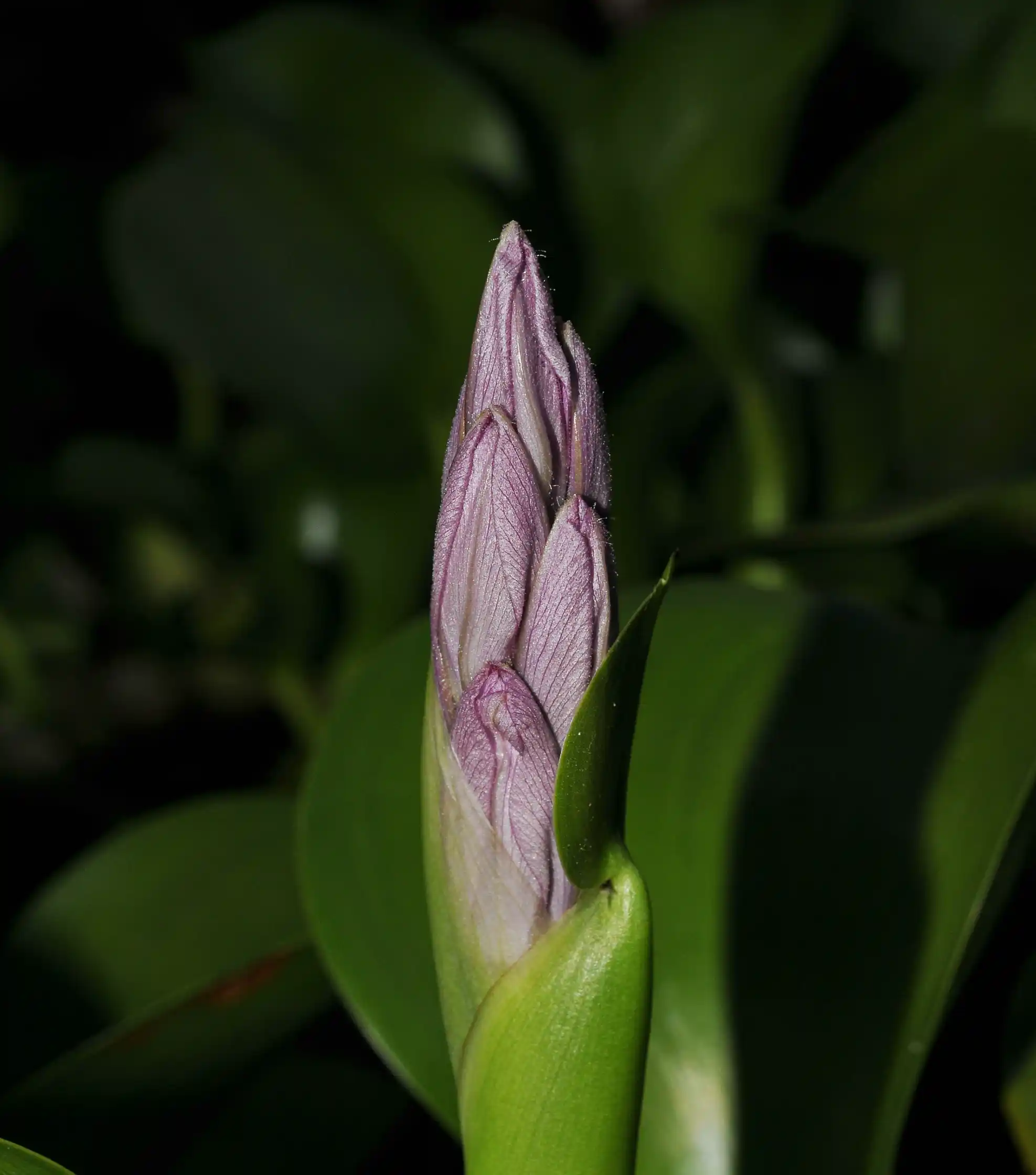Pontederia crassipes Mart.
