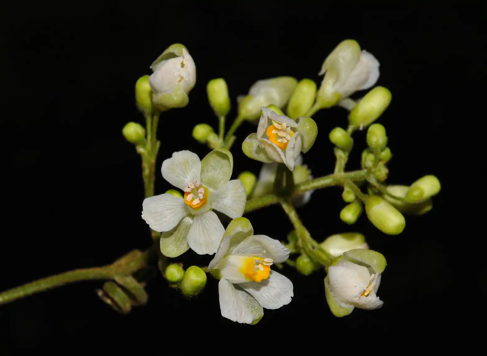 Cardiospermum grandiflorum Sw.