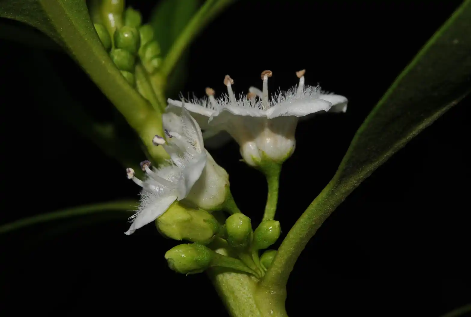 Myoporum laetum G.Forst.
