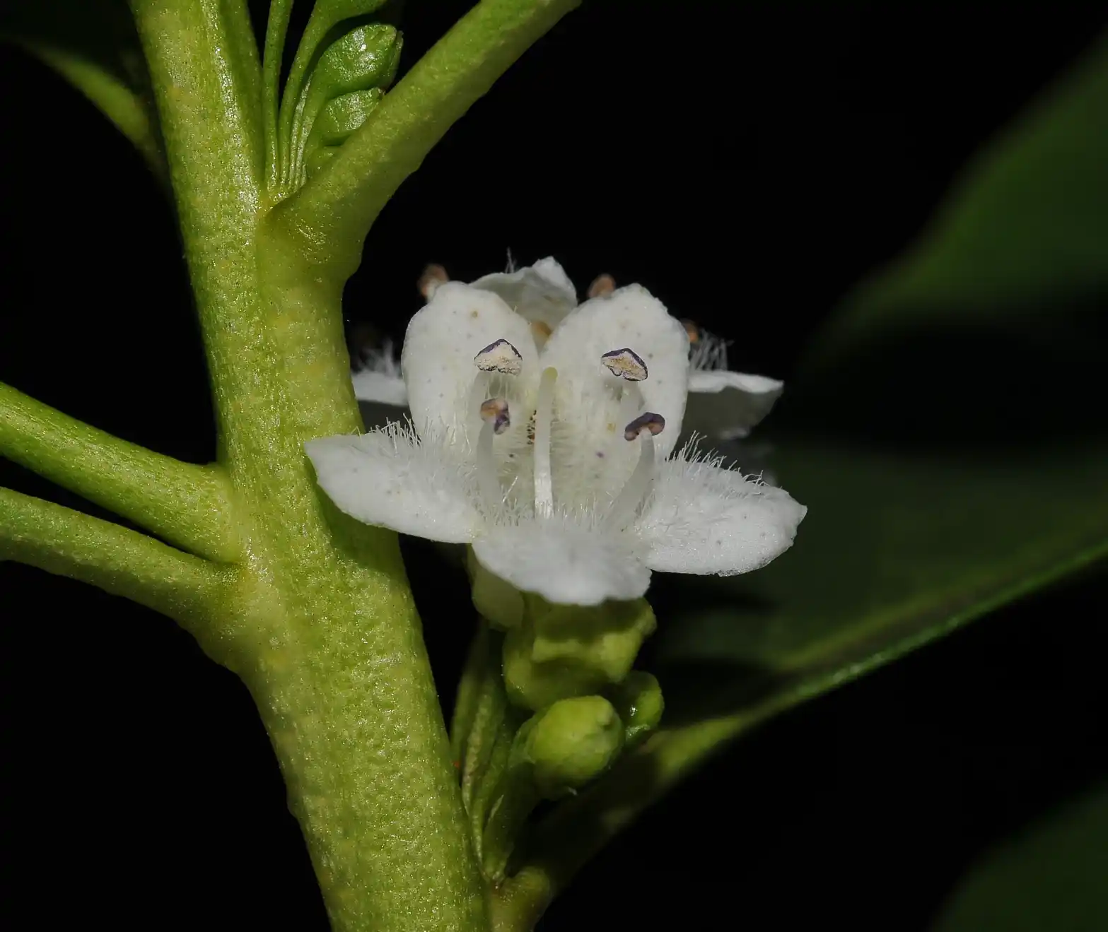 Myoporum laetum G.Forst.