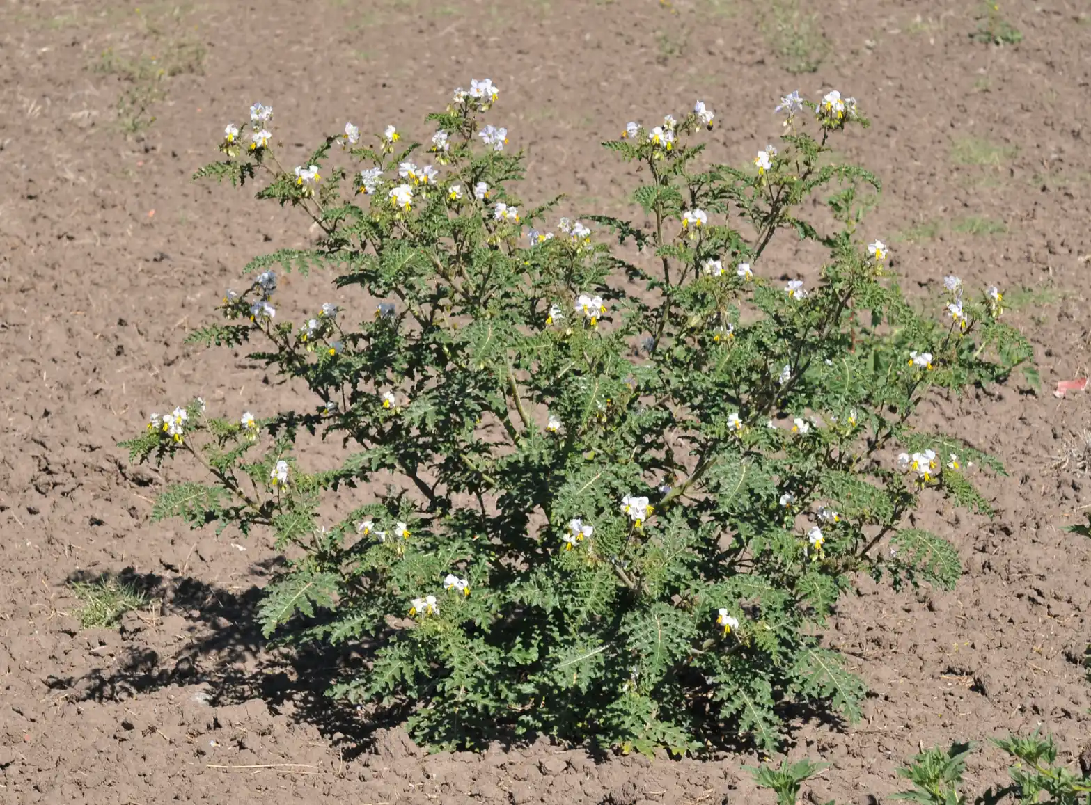 Solanum sisymbriifolium Lam.